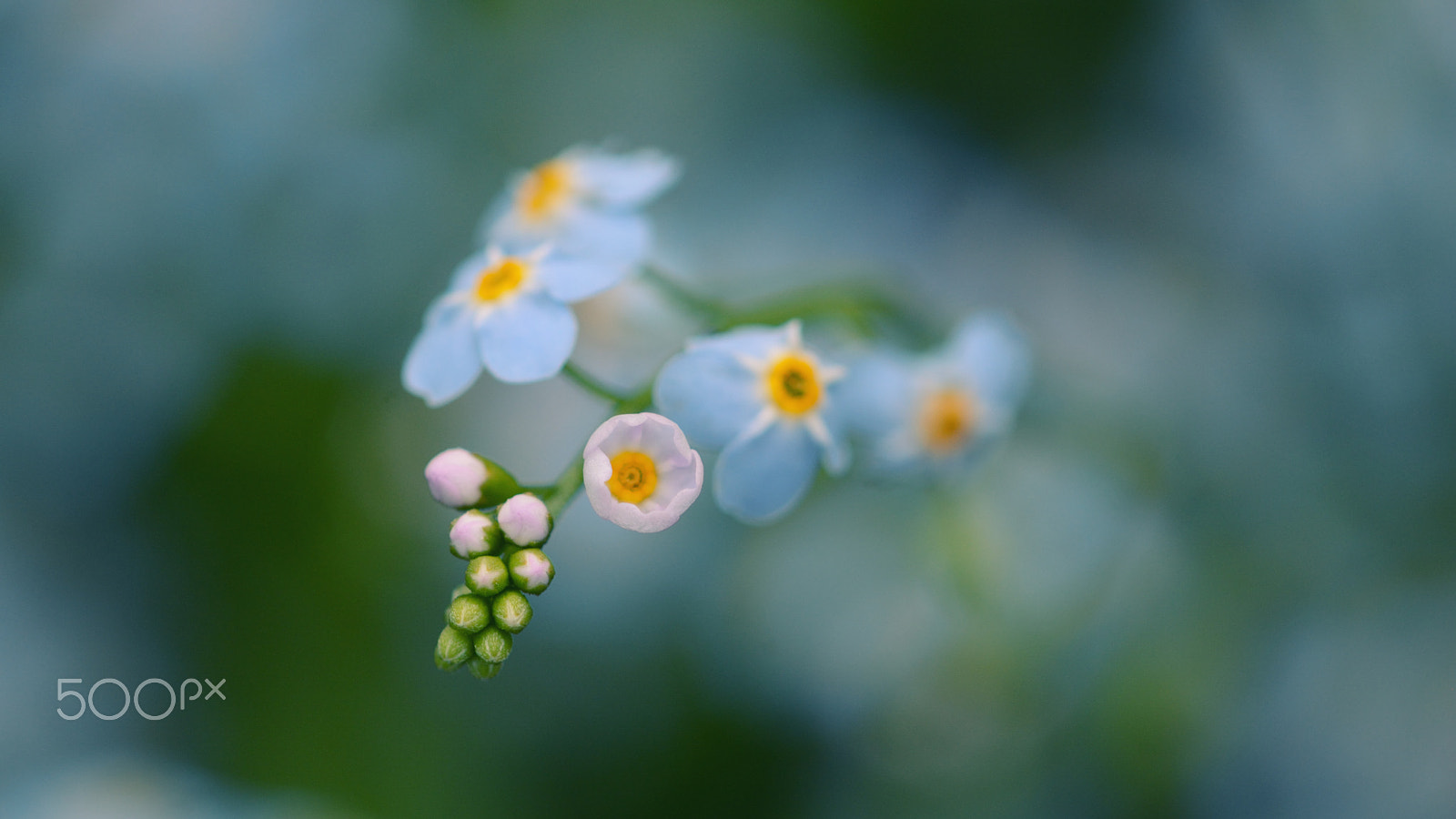 Nikon D7100 + Nikon AF Micro-Nikkor 200mm F4D ED-IF sample photo. Bokehlicious photography