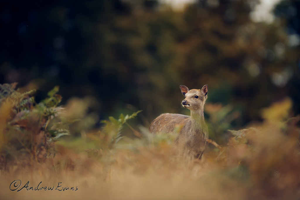 Nikon AF-S Nikkor 200mm F2G ED VR II sample photo. Autumn evening photography