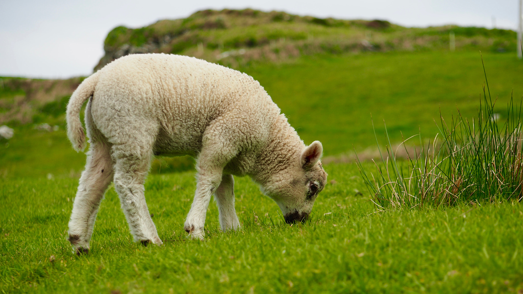 Olympus Zuiko Digital ED 40-150mm F4.0-5.6 sample photo. Lamb eating photography