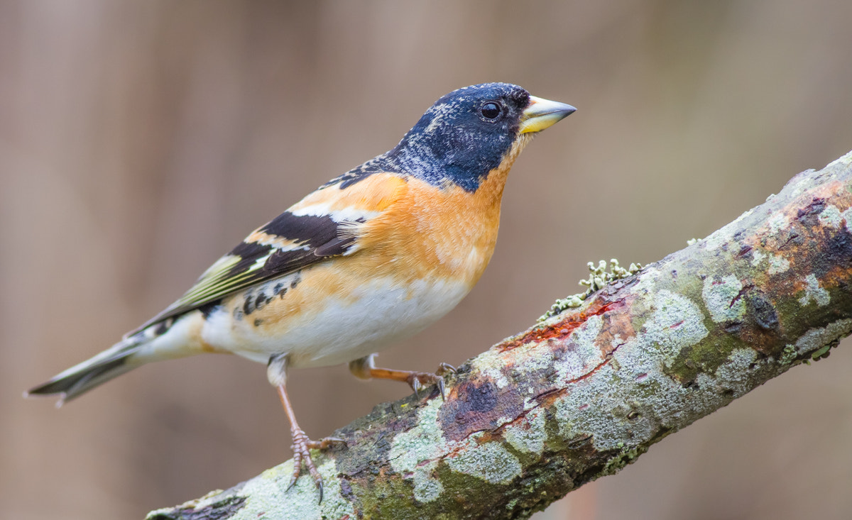 Canon EOS 7D + Canon EF 400mm F5.6L USM sample photo. Brambling photography