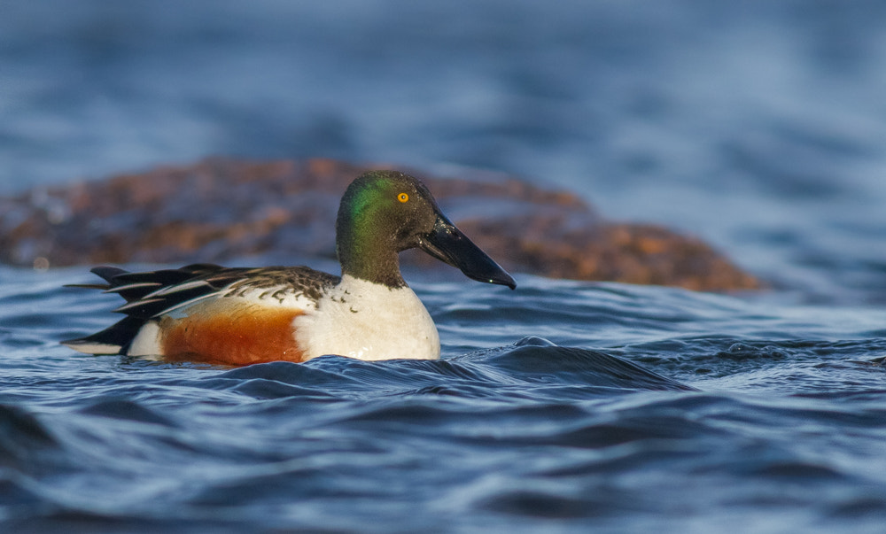 Canon EOS 7D + Canon EF 400mm F5.6L USM sample photo. Northern shoveler photography