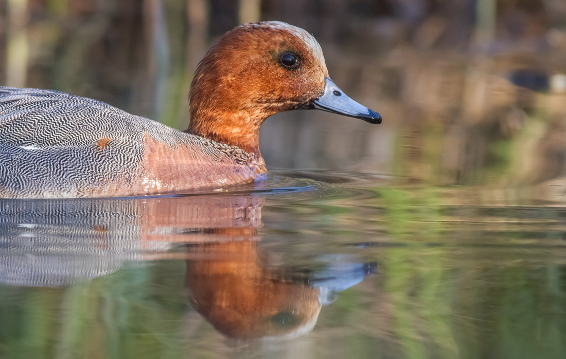 Canon EOS 7D + Canon EF 400mm F5.6L USM sample photo. European wigeon photography