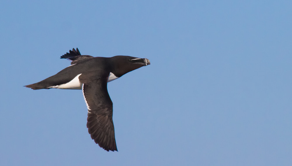 Canon EF 400mm F5.6L USM sample photo. Razorbill photography