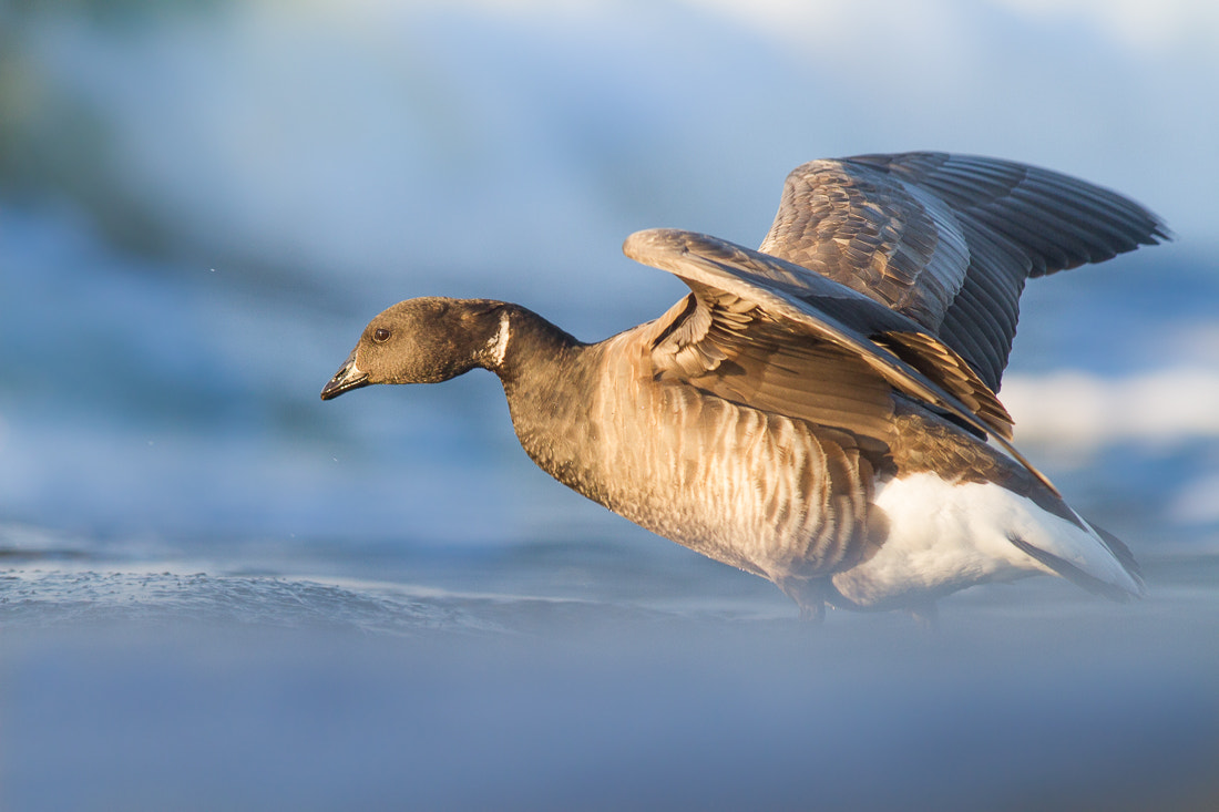 Canon EOS 7D + Canon EF 400mm F5.6L USM sample photo. Brant goose photography