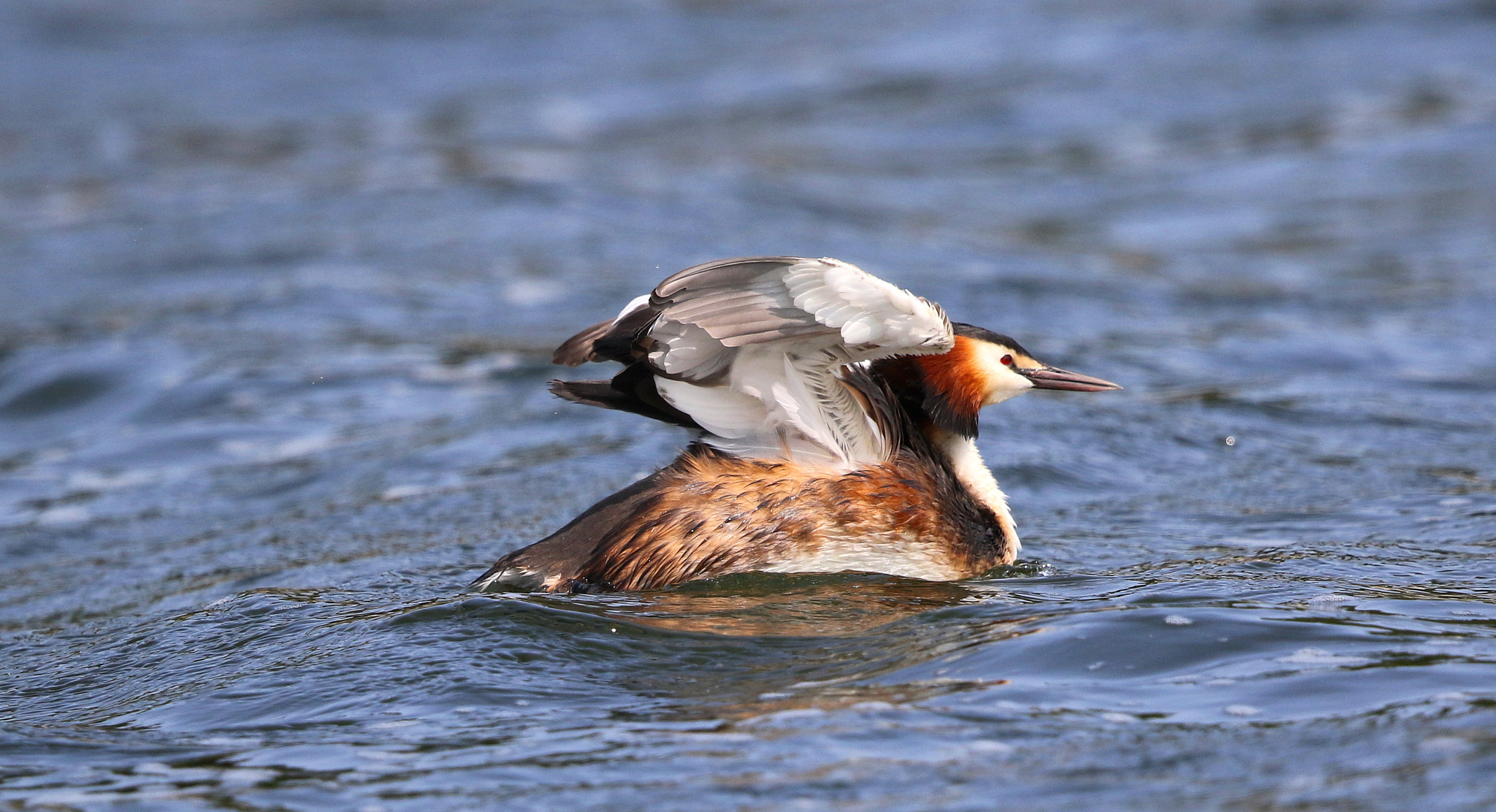 Canon EF 500mm F4L IS II USM sample photo. Great crested grebe photography