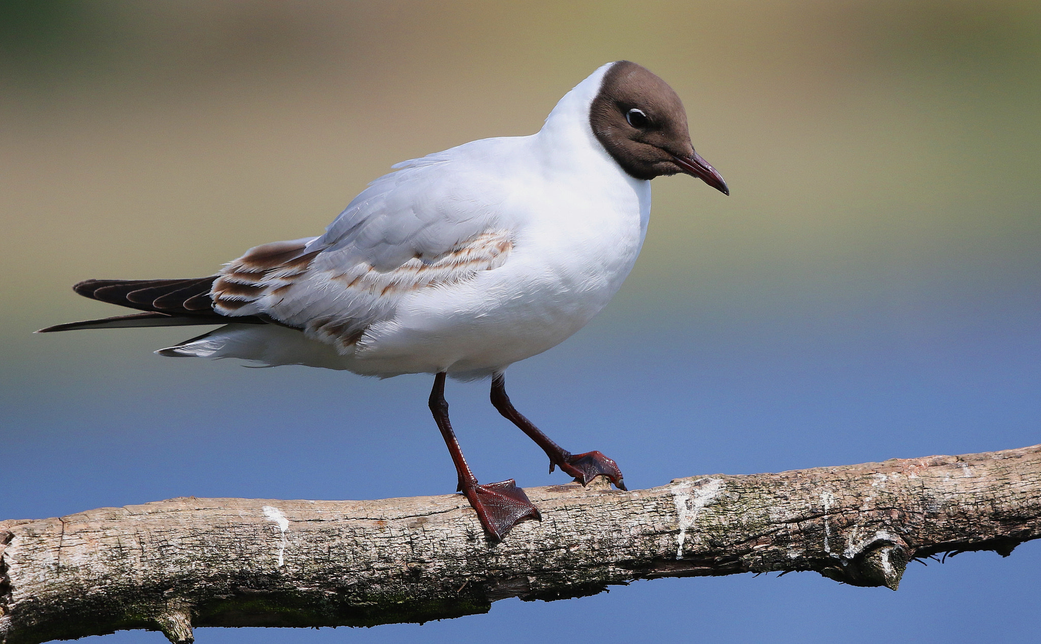 Canon EF 500mm F4L IS II USM sample photo. Black headed gull photography