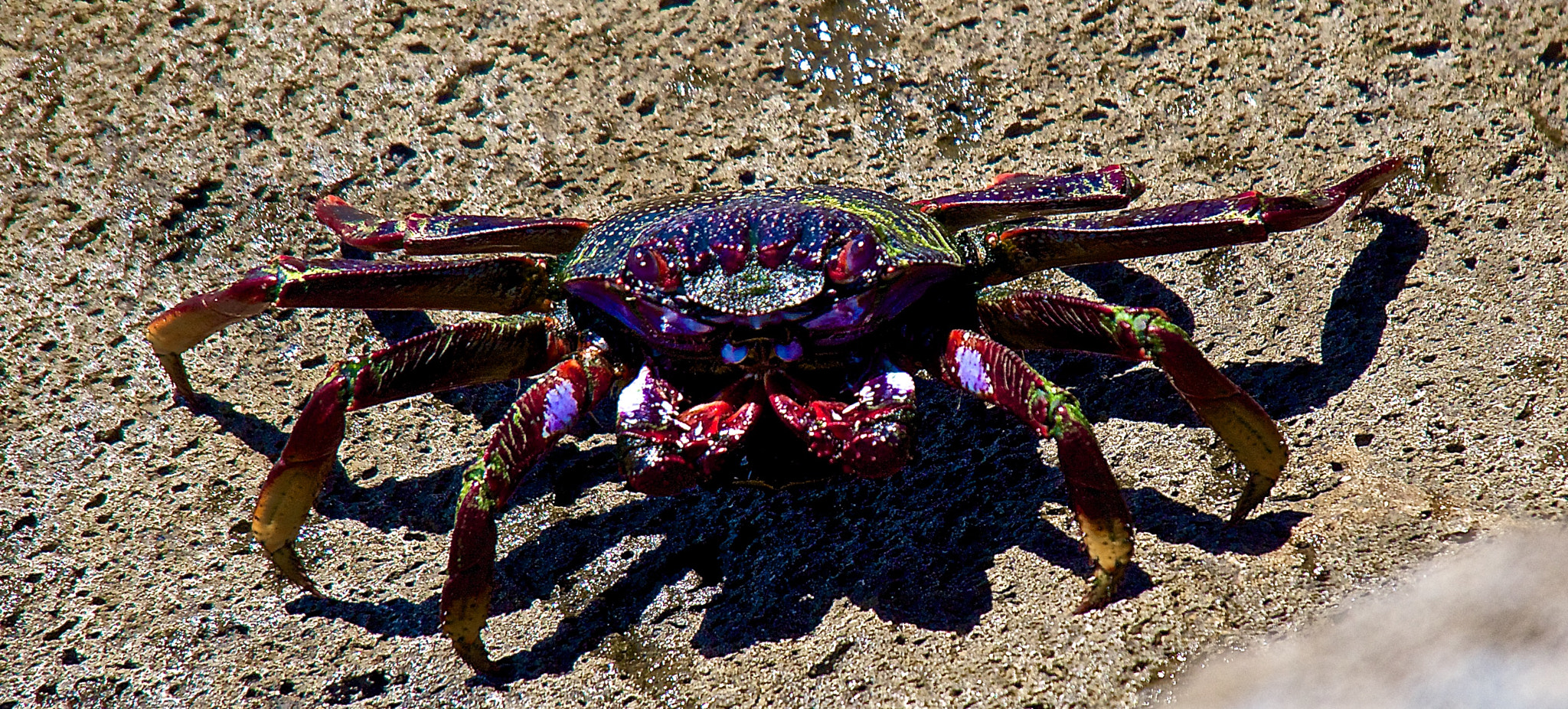 Olympus OM-D E-M5 sample photo. Crab photography