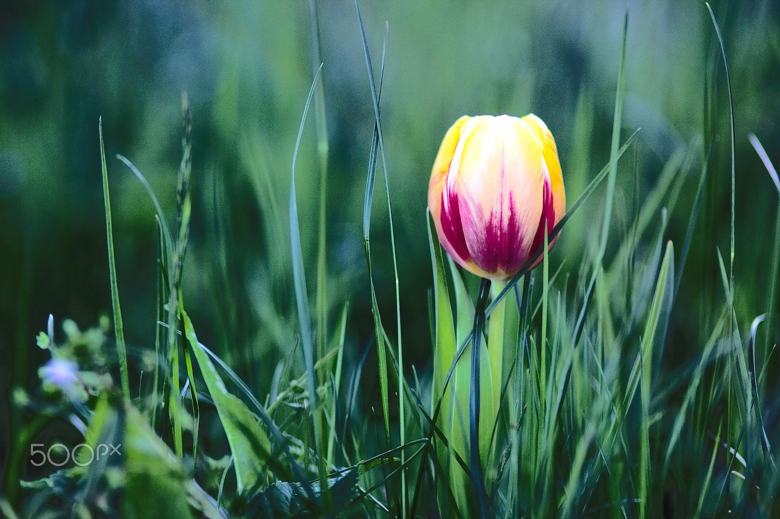Canon EOS 600D (Rebel EOS T3i / EOS Kiss X5) + Canon EF 100mm F2.0 USM sample photo. Tulpe photography
