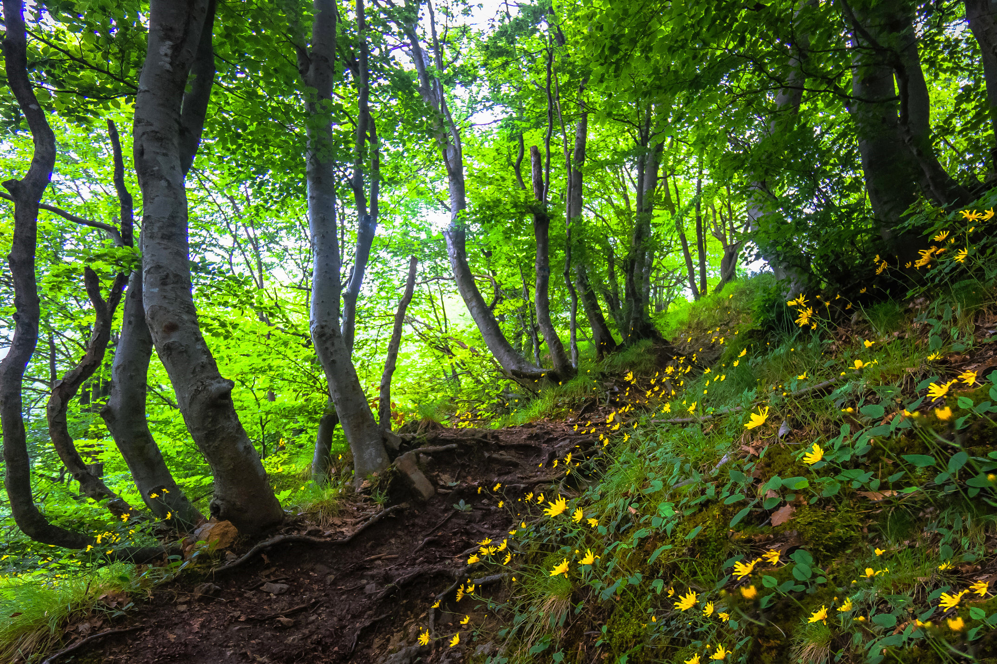 Sony Alpha a5000 (ILCE 5000) + Sony E 10-18mm F4 OSS sample photo. Colle di sogno photography