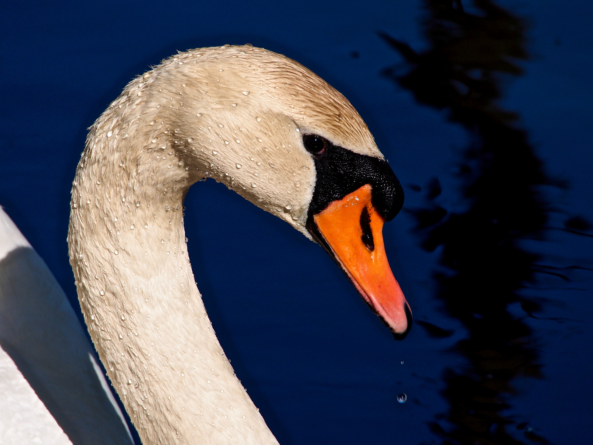 Olympus OM-D E-M5 sample photo. Proud swan photography