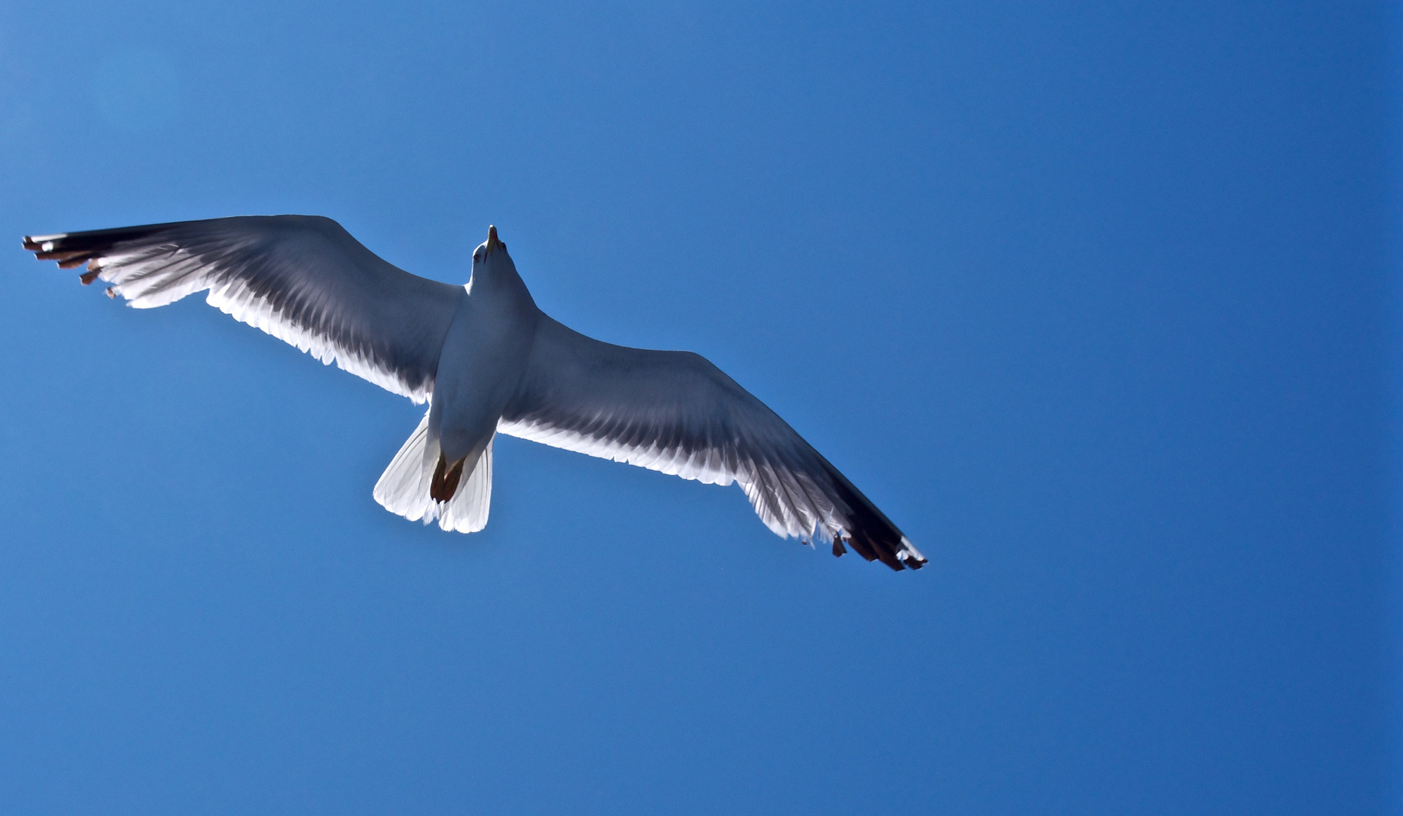 Olympus OM-D E-M5 sample photo. Seagull photography