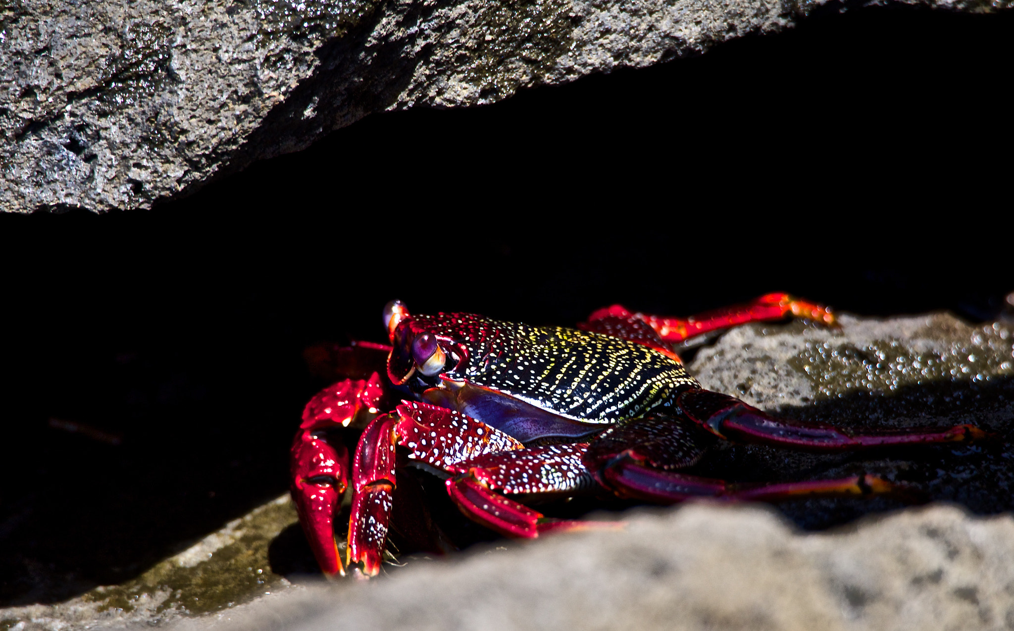 Olympus OM-D E-M5 sample photo. Crab in the sun photography