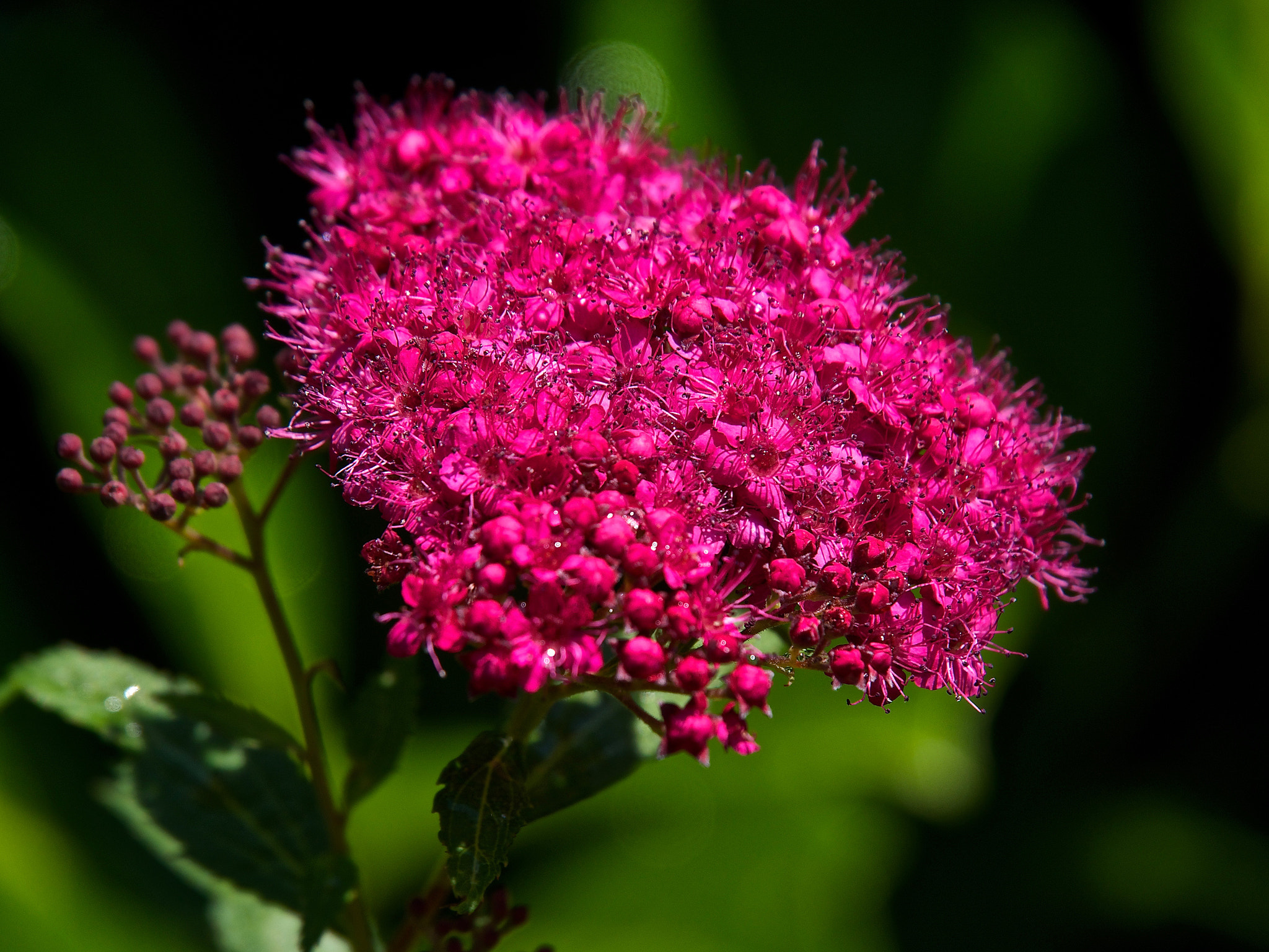 Olympus OM-D E-M5 sample photo. Flower photography