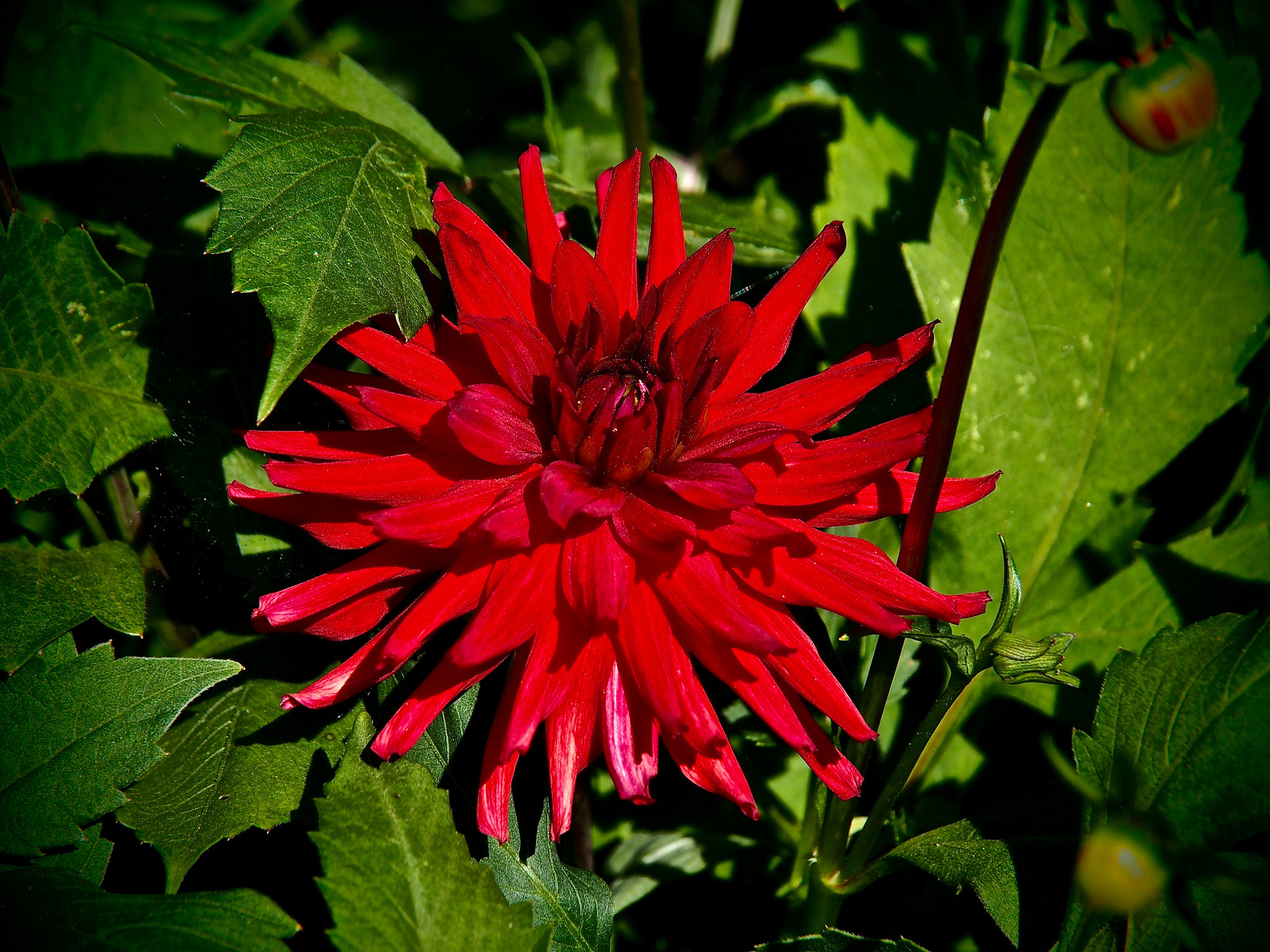 Olympus OM-D E-M5 + Olympus M.Zuiko Digital ED 14-150mm F4-5.6 sample photo. Dark flower photography
