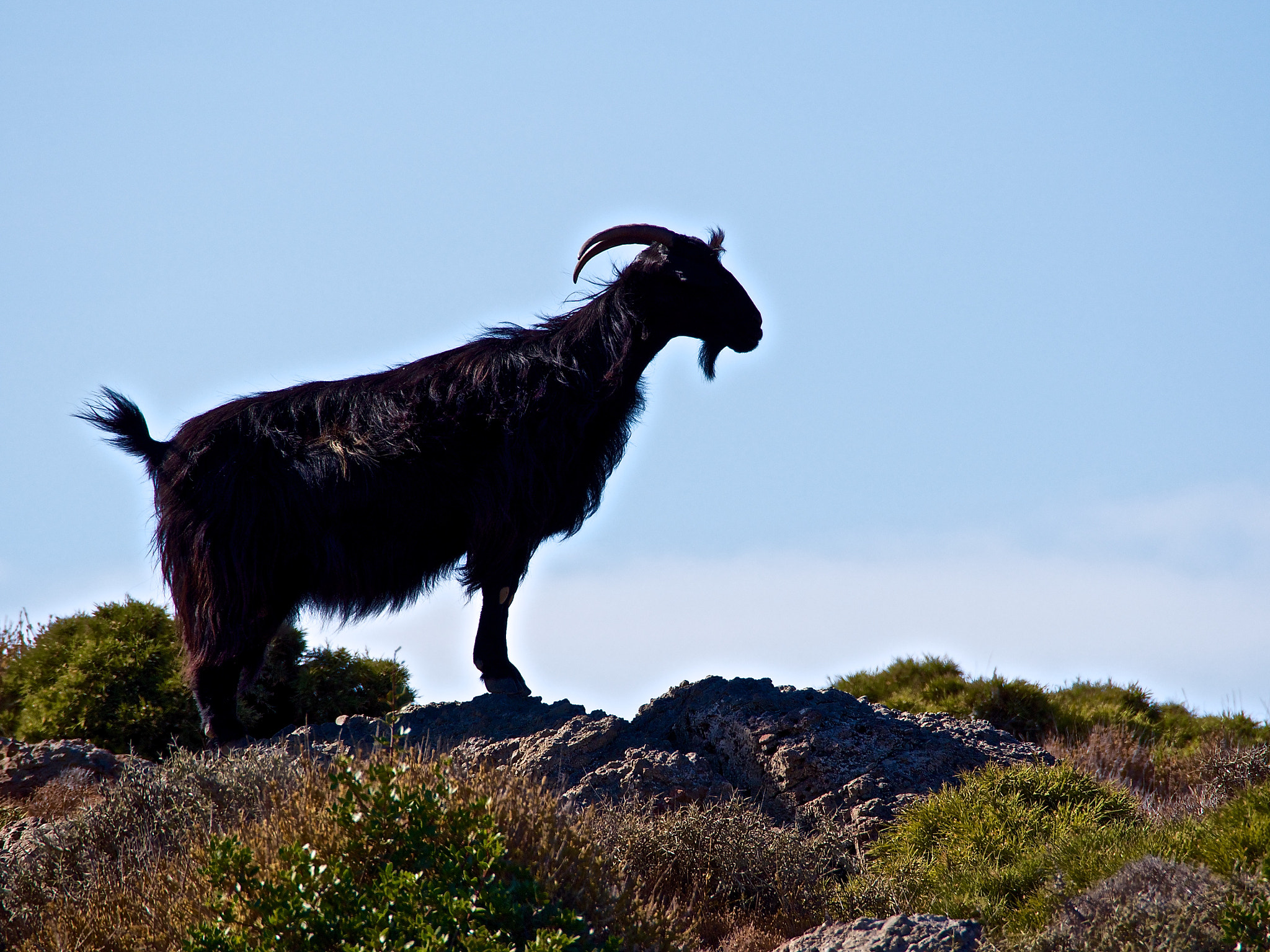 Olympus OM-D E-M5 sample photo. Goat in crete photography