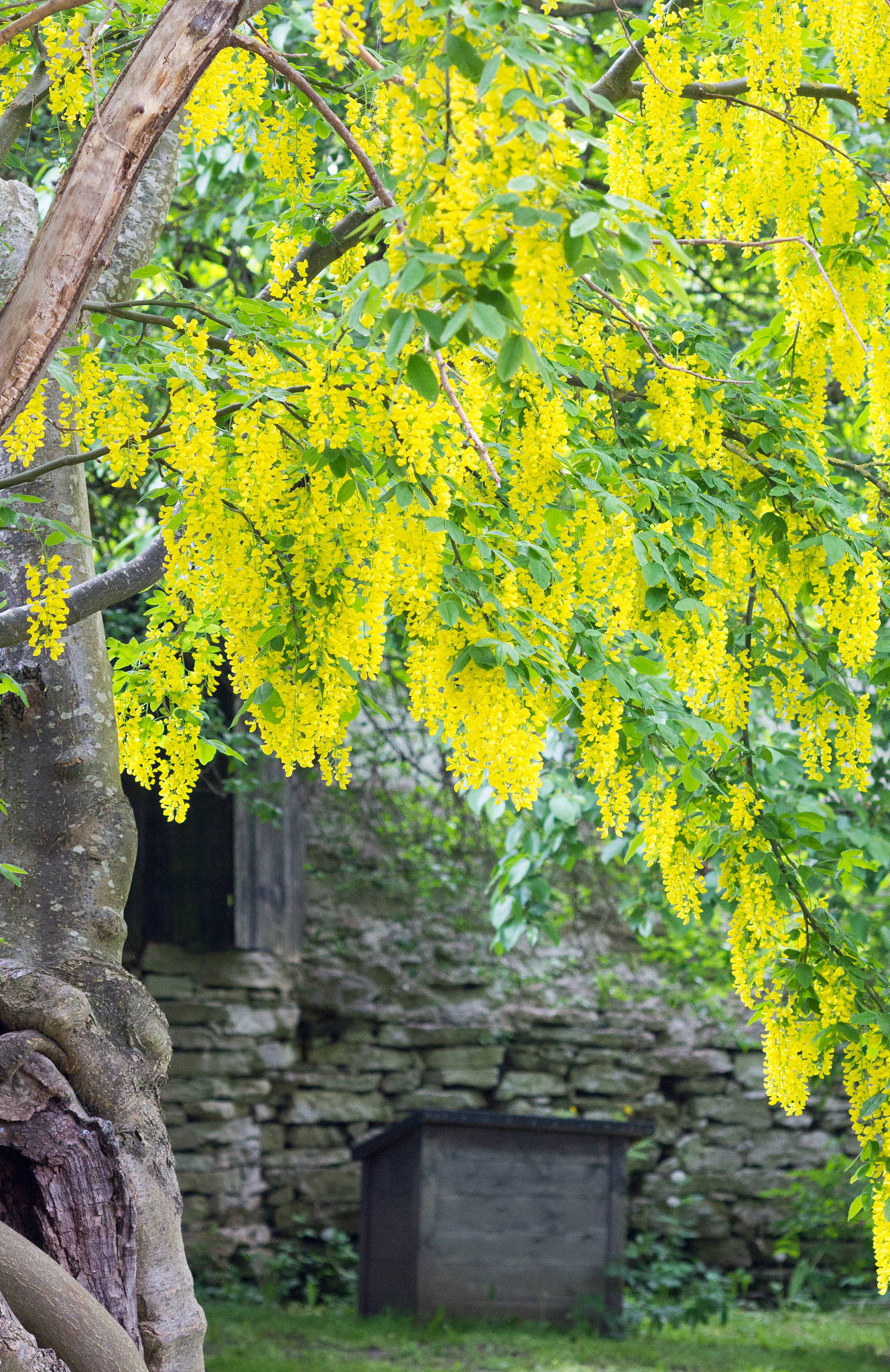 Canon EOS 60D + Canon EF 100mm F2.8 Macro USM sample photo. Walking under the trees of gold..... photography