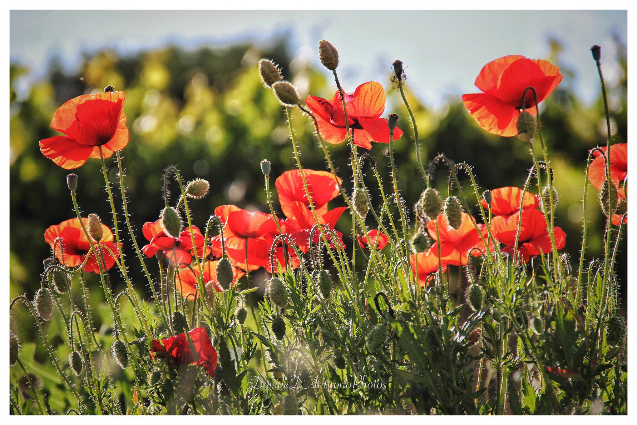 Canon EF-S 18-135mm F3.5-5.6 IS sample photo. In a field of poppies photography