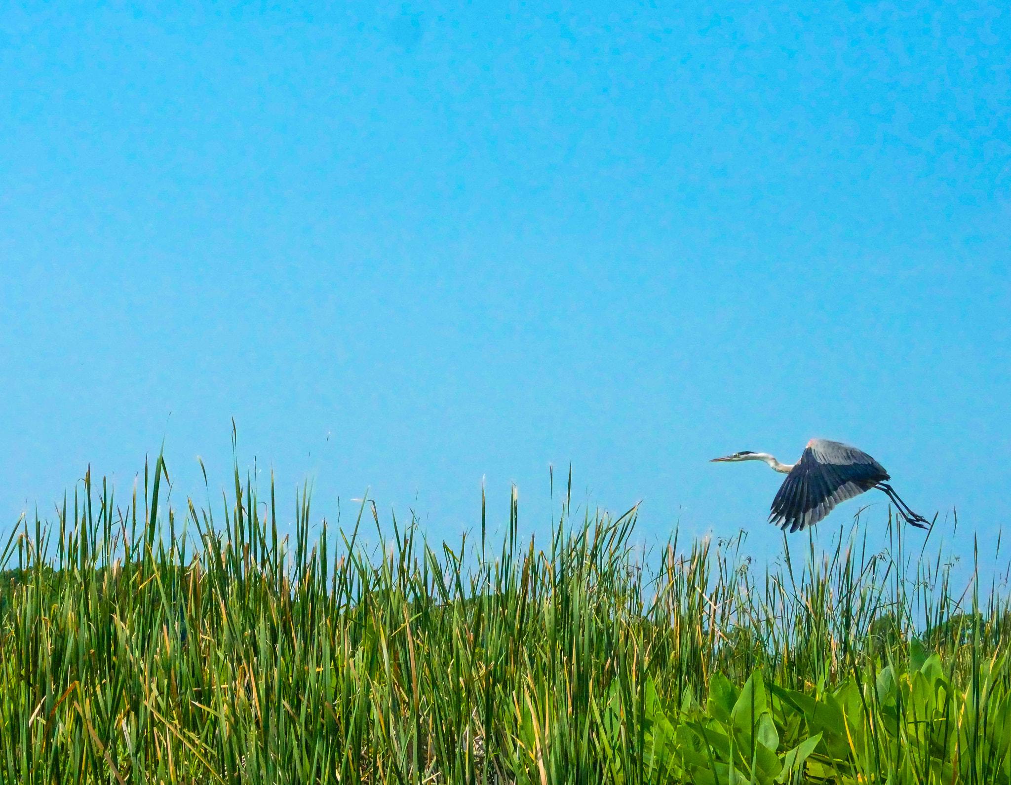 Panasonic Lumix G Vario 45-200mm F4-5.6 OIS sample photo. On the wing photography