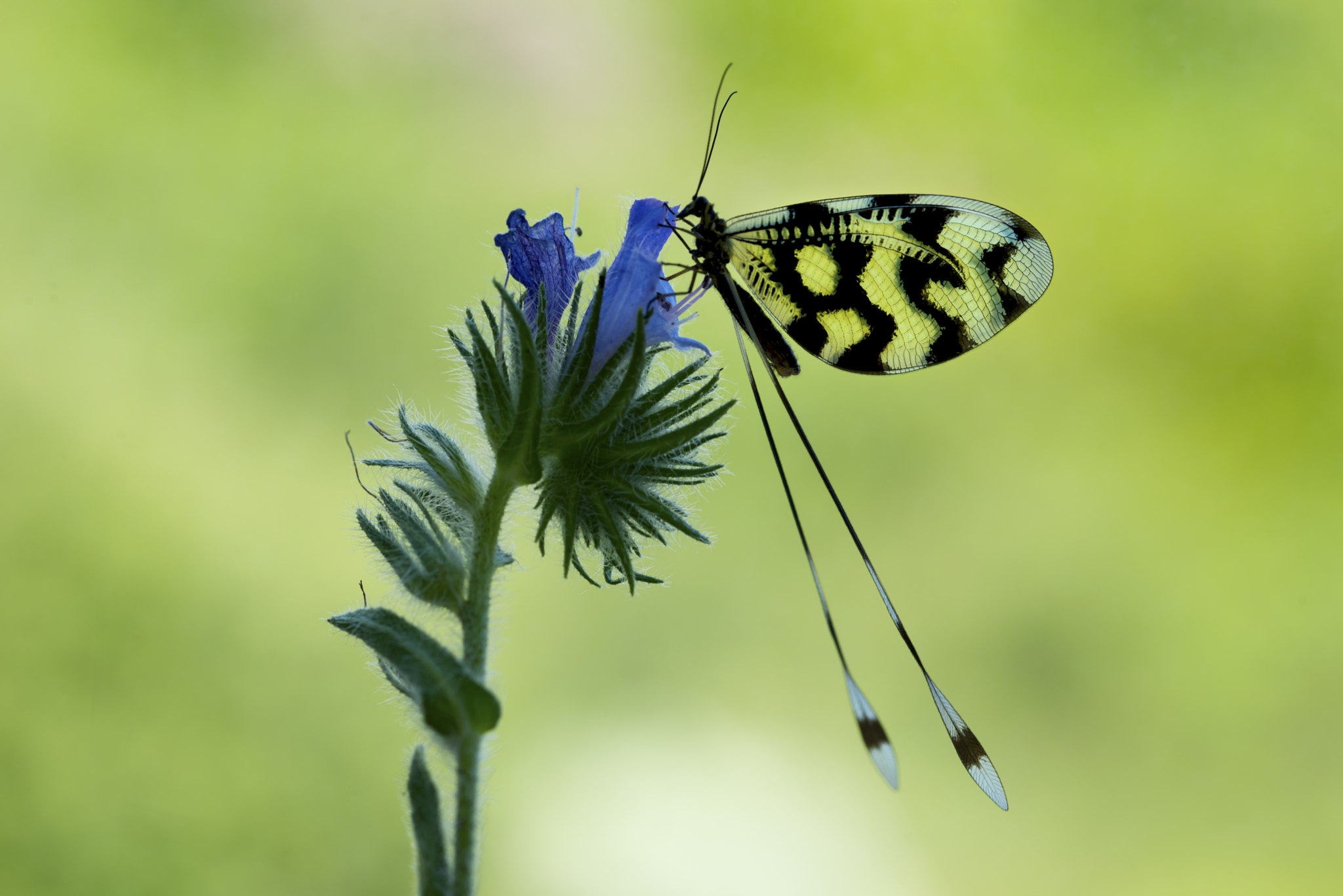 Nikon D810A + ZEISS Makro-Planar T* 100mm F2 sample photo. Nemoptera photography