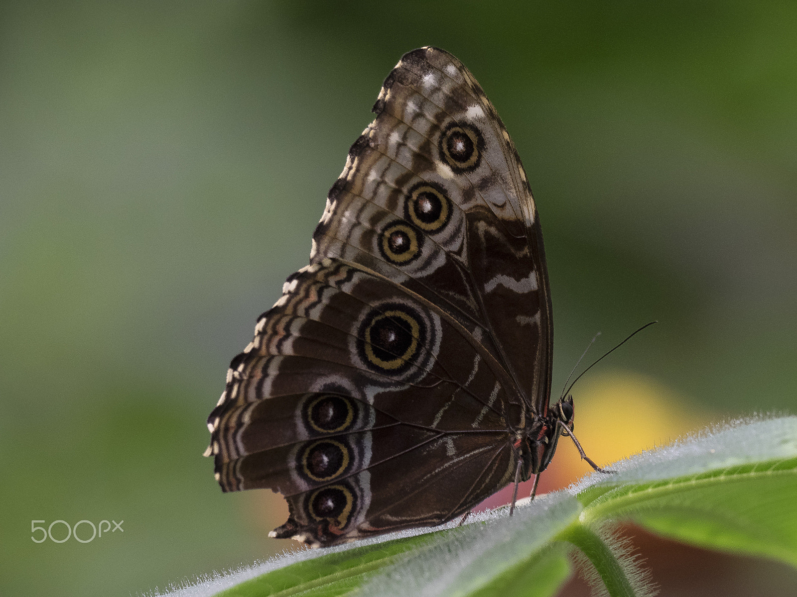 M.300mm F4.0 + MC-14 sample photo. Blue morpho photography