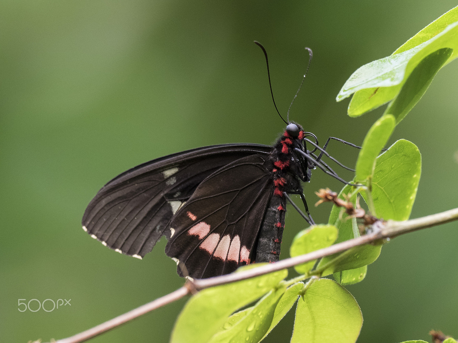 Olympus OM-D E-M1 + M.300mm F4.0 + MC-14 sample photo. Sara-passionsfalter (heliconius sara) photography