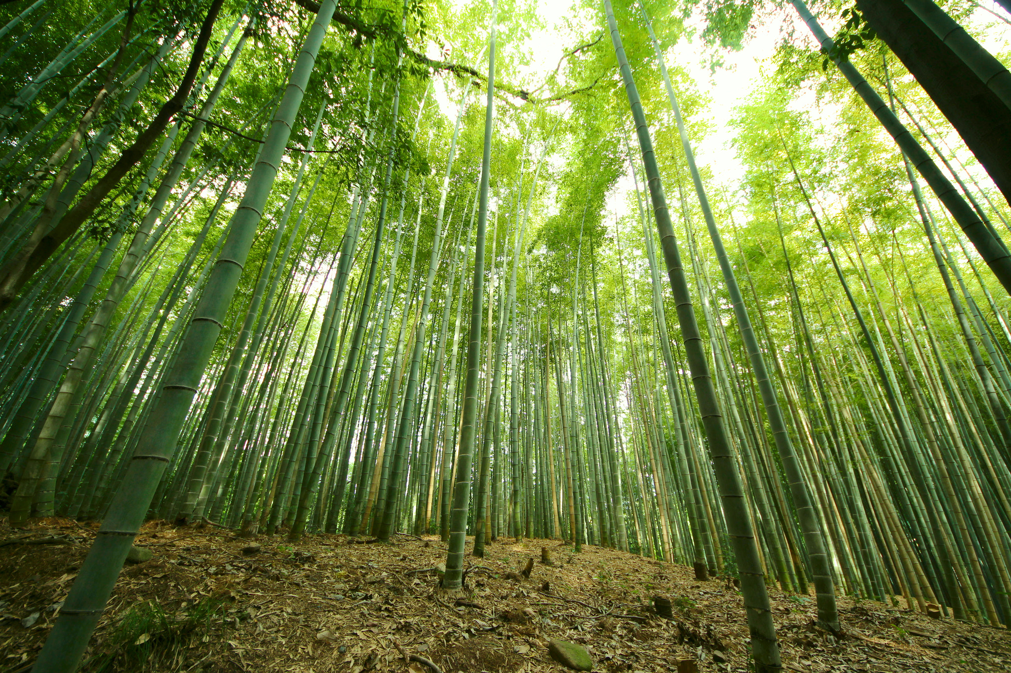 Canon EOS 700D (EOS Rebel T5i / EOS Kiss X7i) + Sigma 8-16mm F4.5-5.6 DC HSM sample photo. Bamboo forest photography