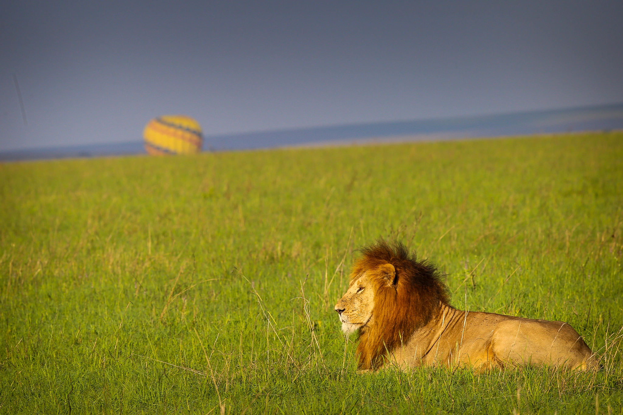 Canon EOS 6D + Canon EF 400mm F5.6L USM sample photo. Lion photography