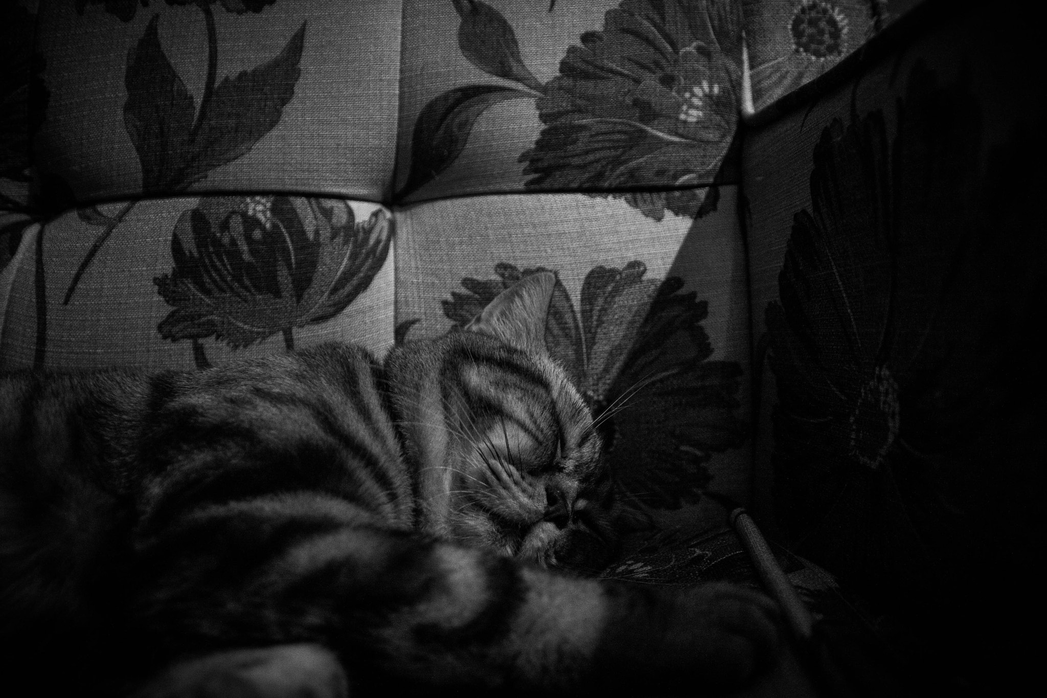Canon EOS 40D sample photo. Lazy cat photography