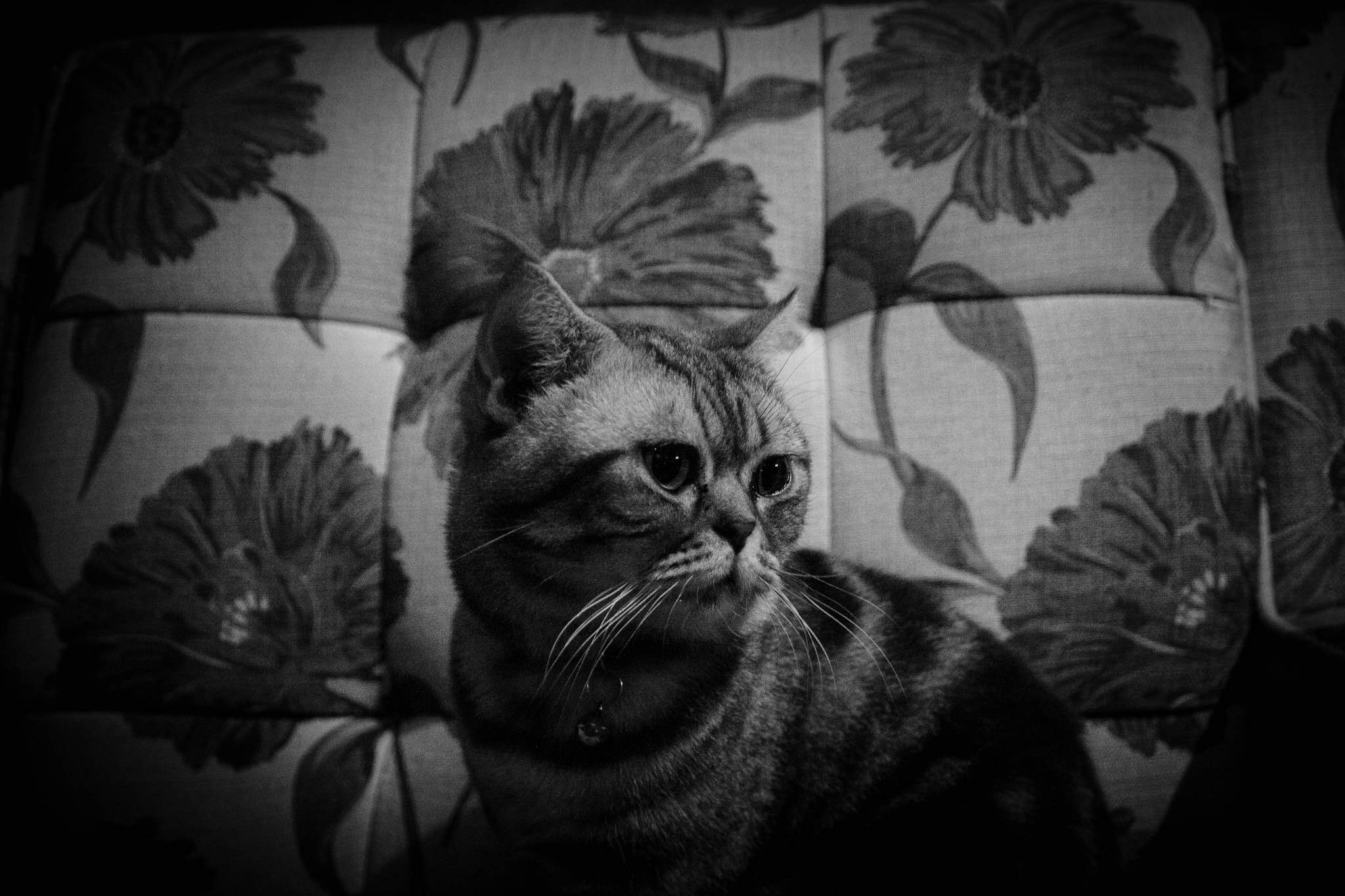Canon EOS 40D sample photo. Lazy cat photography