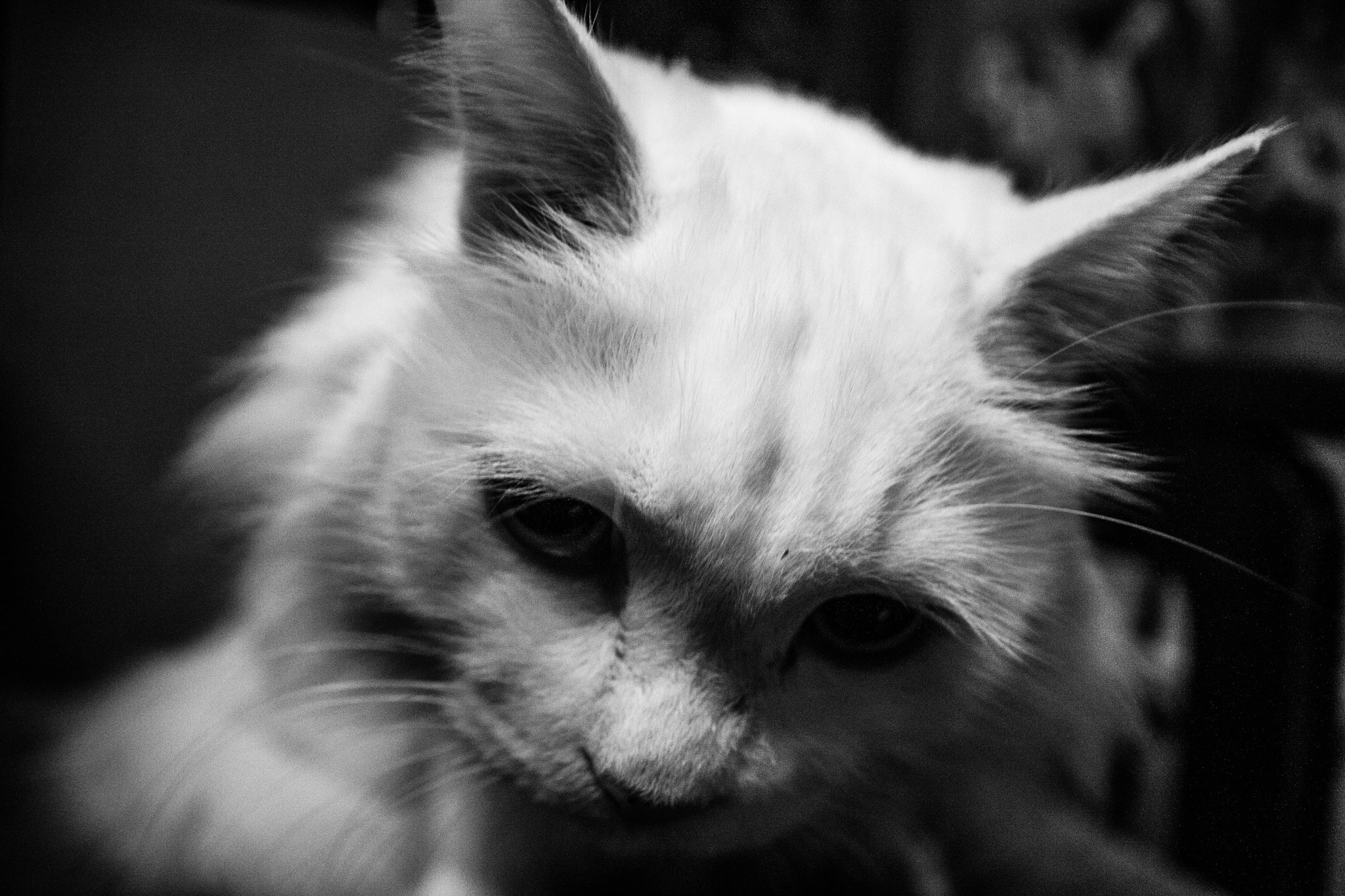 Canon EOS 40D sample photo. Lazy cat photography