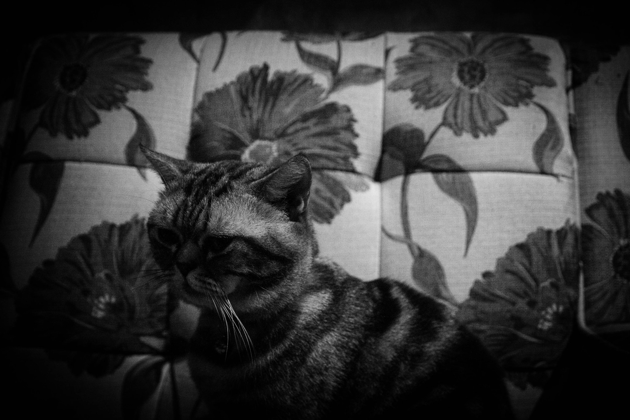 Canon EOS 40D sample photo. Lazy cat photography
