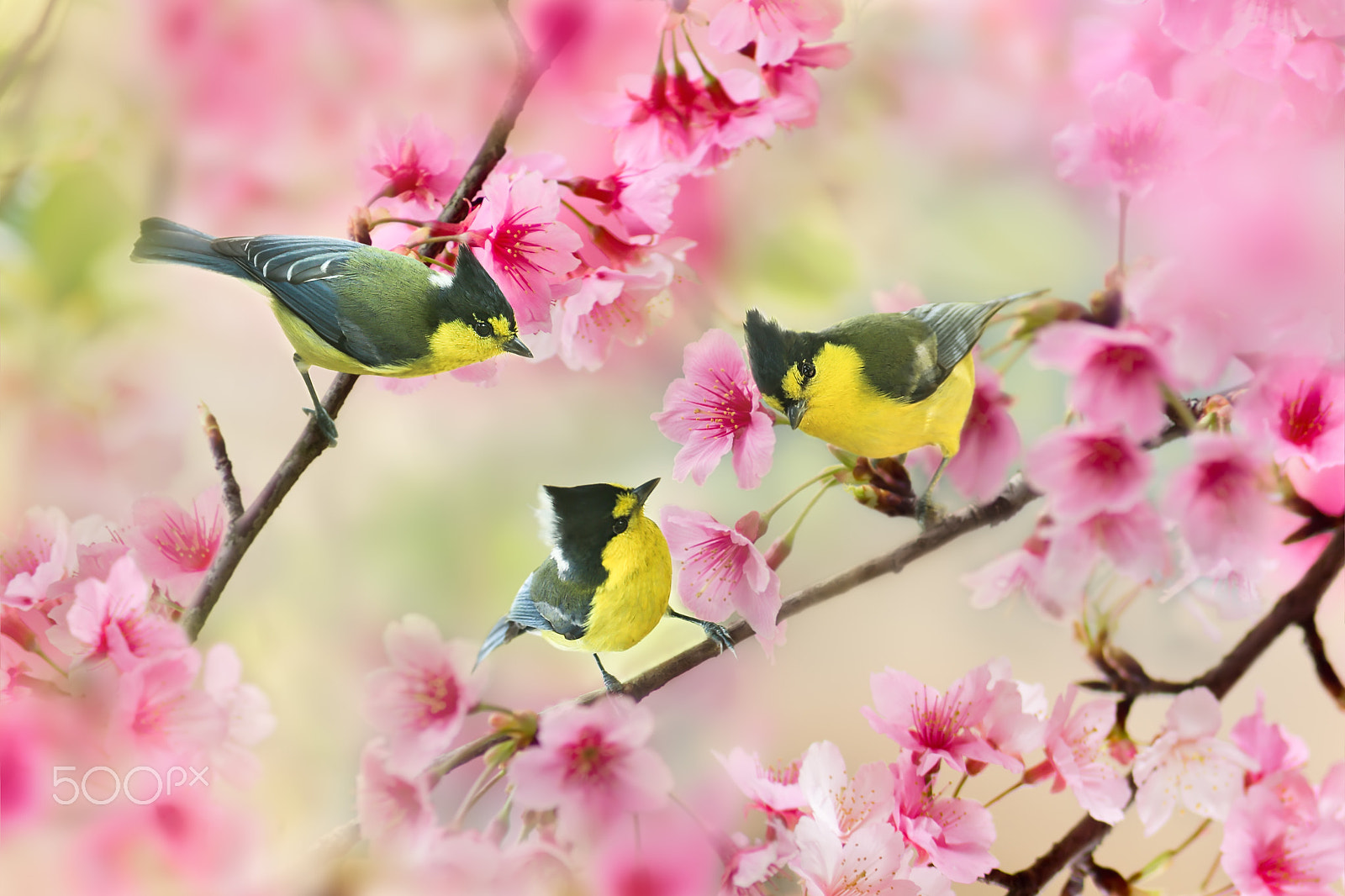 Canon EF 300mm F2.8L IS USM sample photo. Love triangle photography