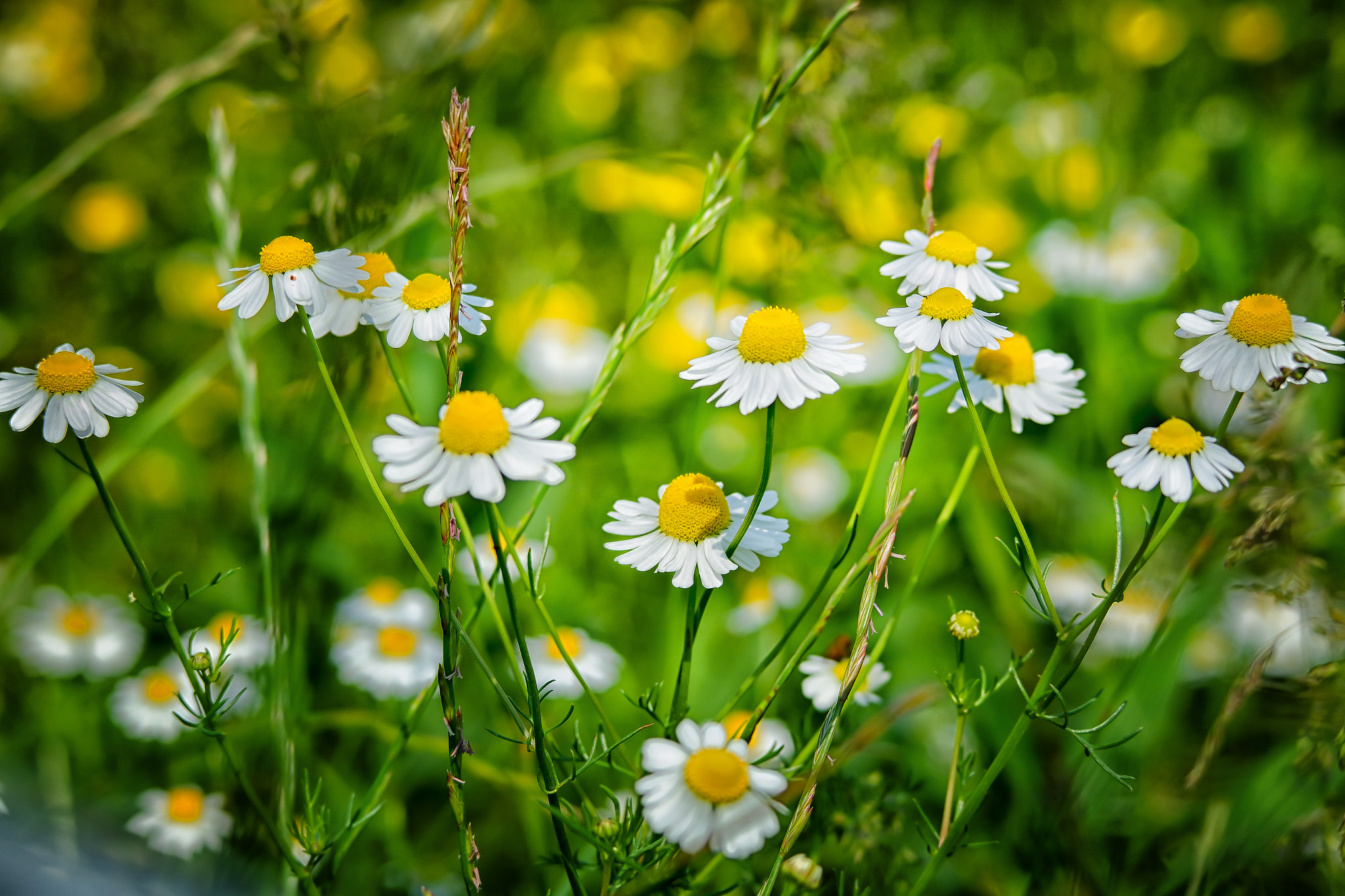 Samsung NX3000 + NX 50-200mm F4-5.6 sample photo. Chamomille photography