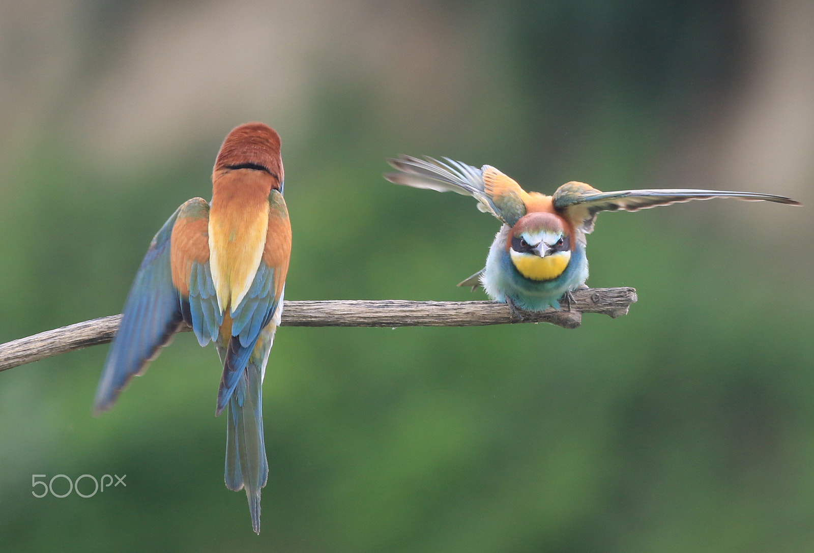 Canon EF 70-200mm F2.8L IS II USM sample photo. Gruccioni bee-eaters photography