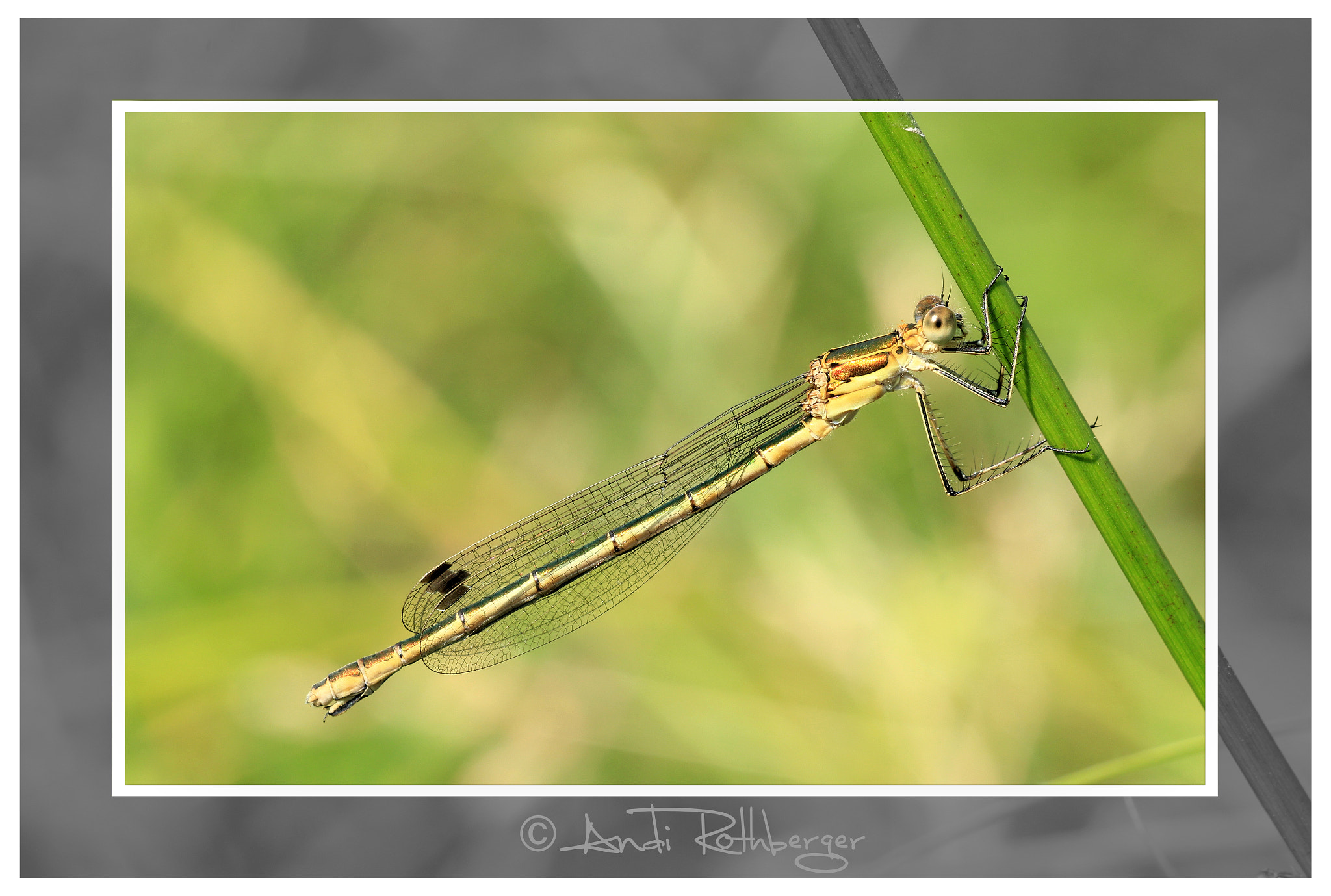 Canon EF 180mm F3.5L Macro USM sample photo. Libelle photography