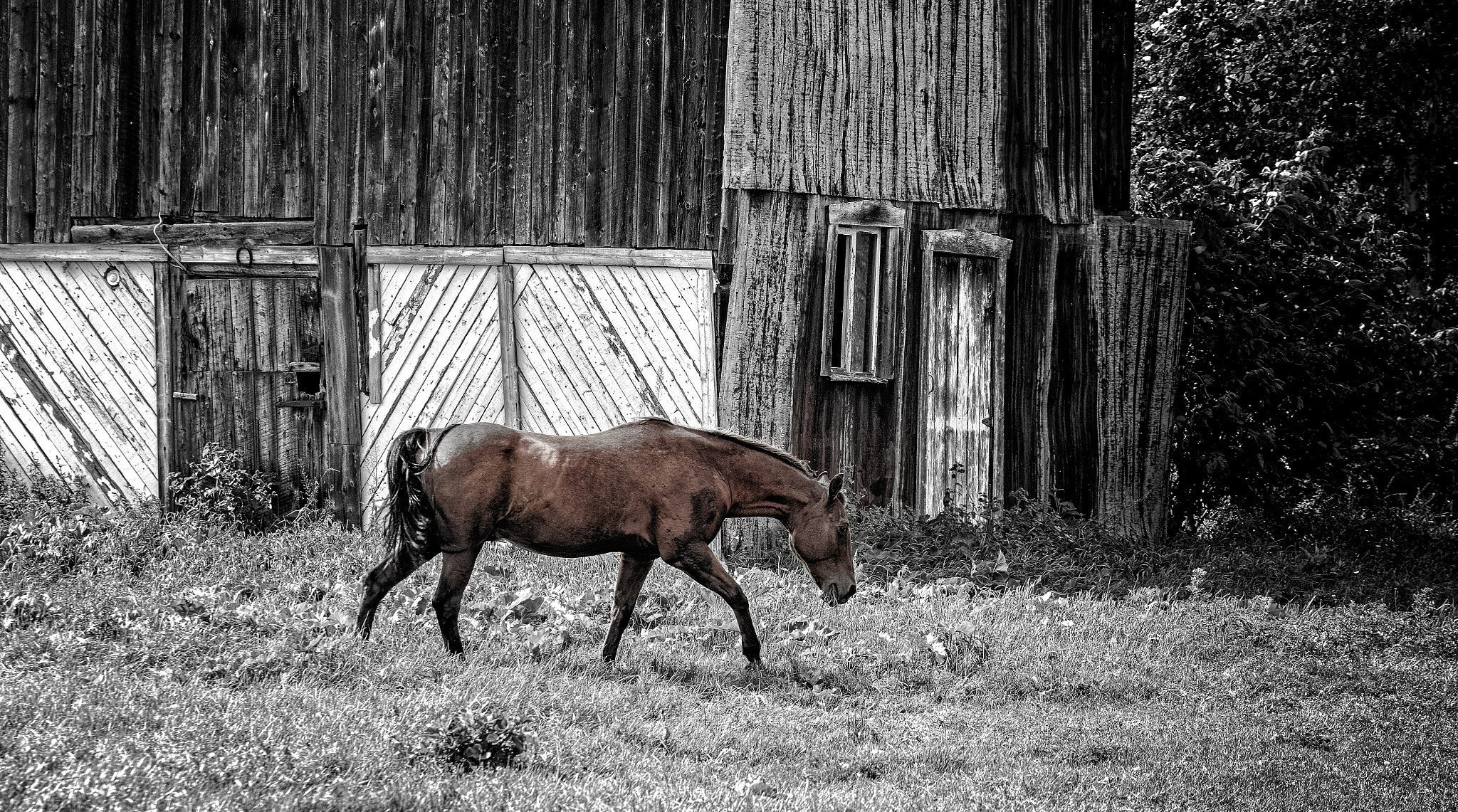 Canon 70.0-200.0 mm sample photo. I walk alone photography