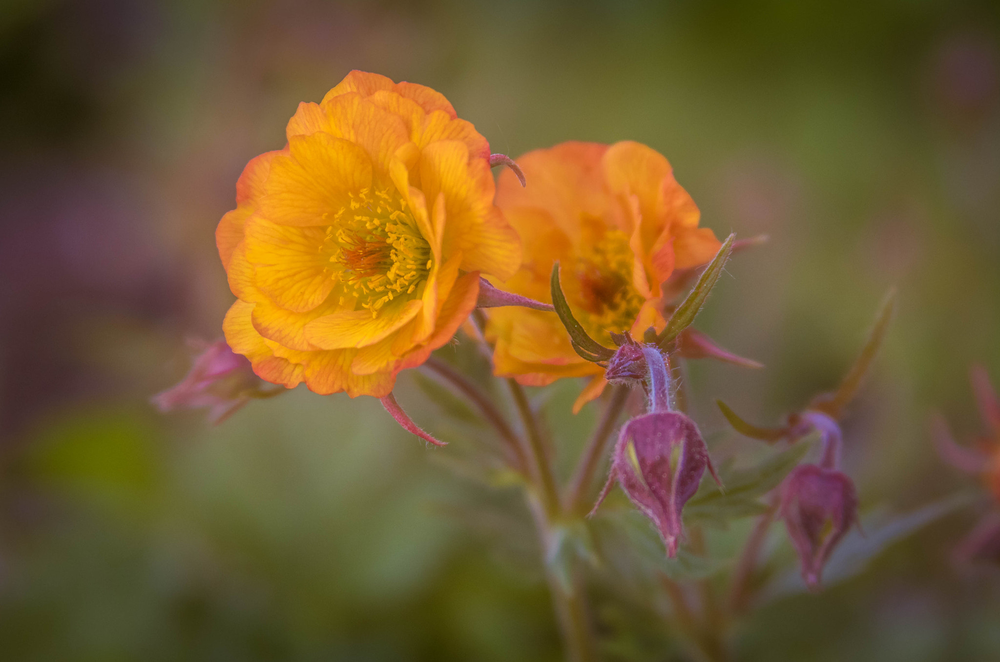 Canon EF 28-135mm F3.5-5.6 IS USM sample photo. Dreamy photography