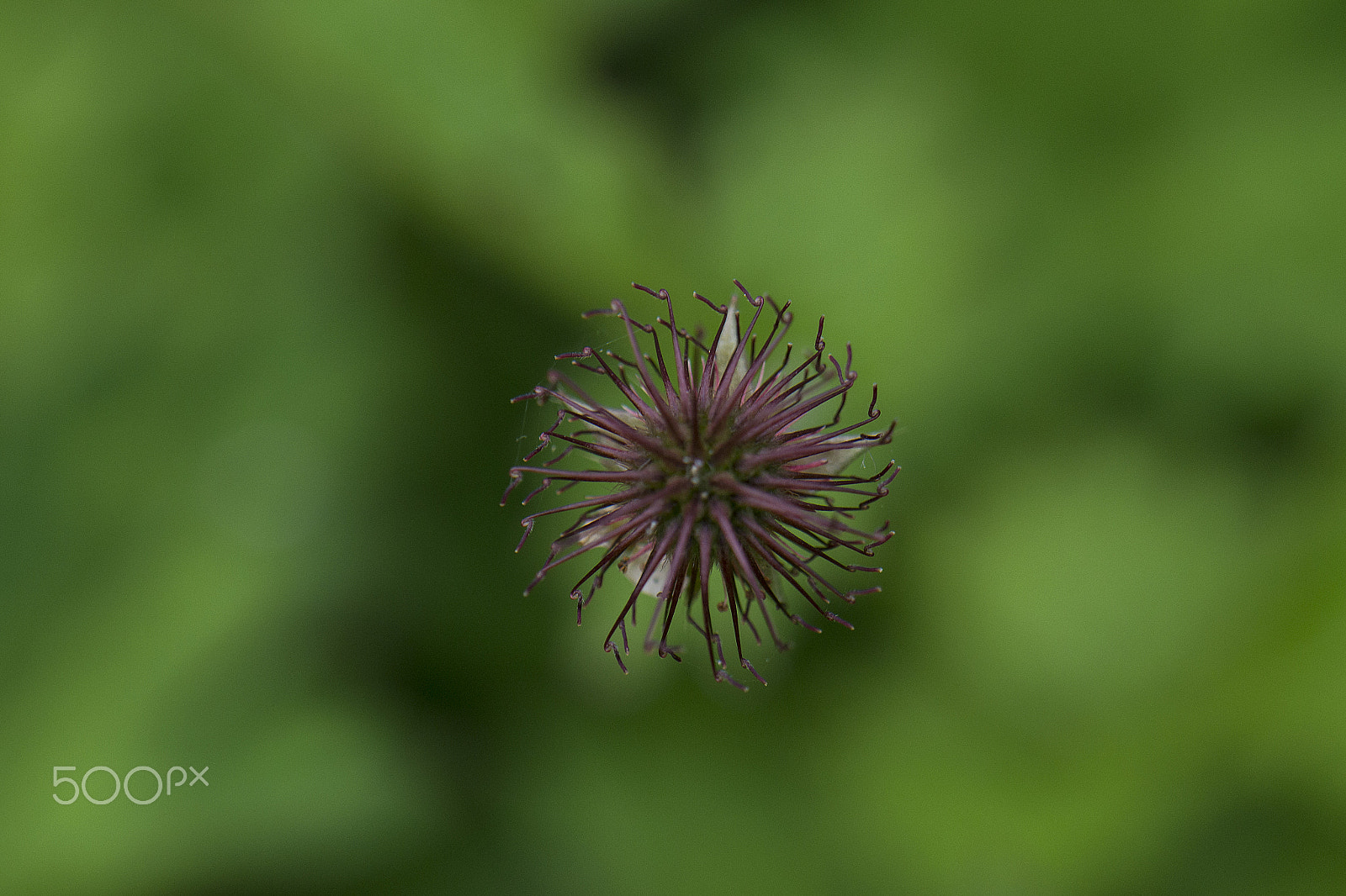 Nikon AF-S DX Micro-Nikkor 85mm F3.5G ED VR sample photo. Arms photography