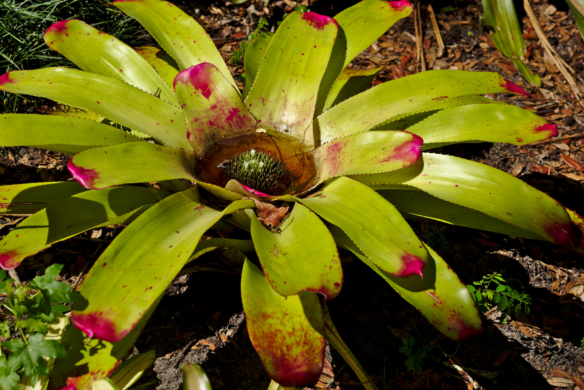 Manual Lens No CPU sample photo. Sun king - a cup bromeliade photography