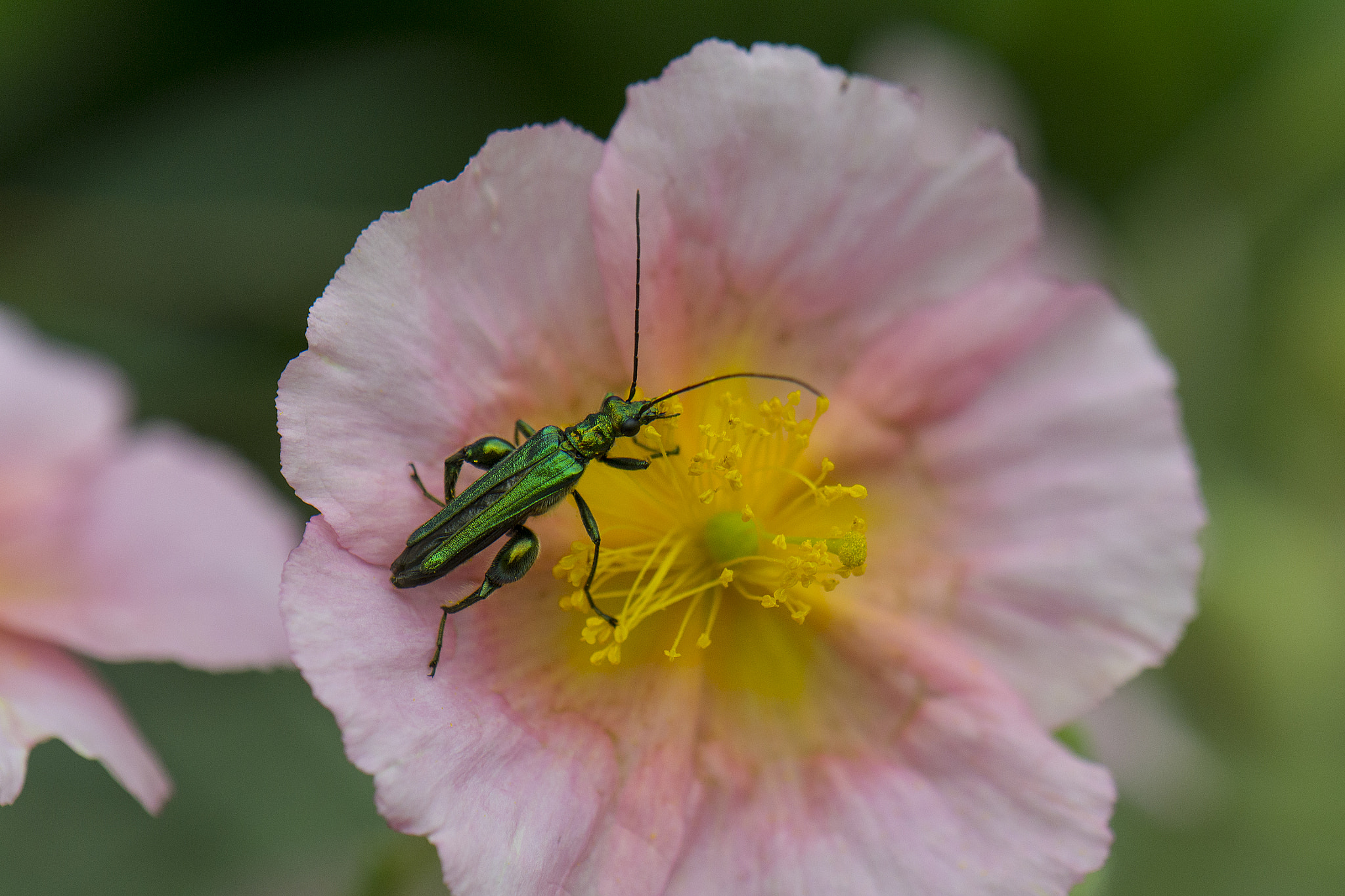 Nikon AF-S DX Micro-Nikkor 85mm F3.5G ED VR sample photo. Yummy photography