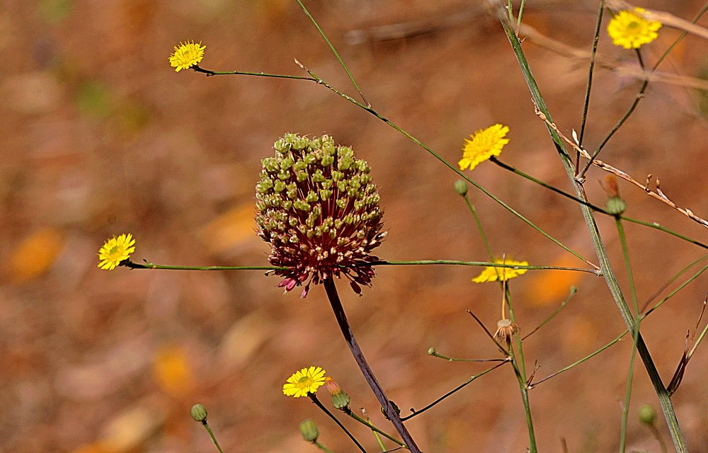 Sigma 70-300mm F4-5.6 APO Macro Super II sample photo. Les fleurs des champs - 51 photography