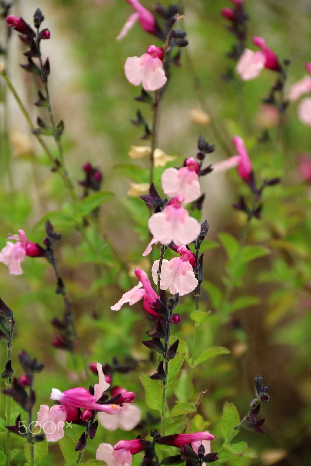 Canon EOS 750D (EOS Rebel T6i / EOS Kiss X8i) sample photo. Floral 9391 photography