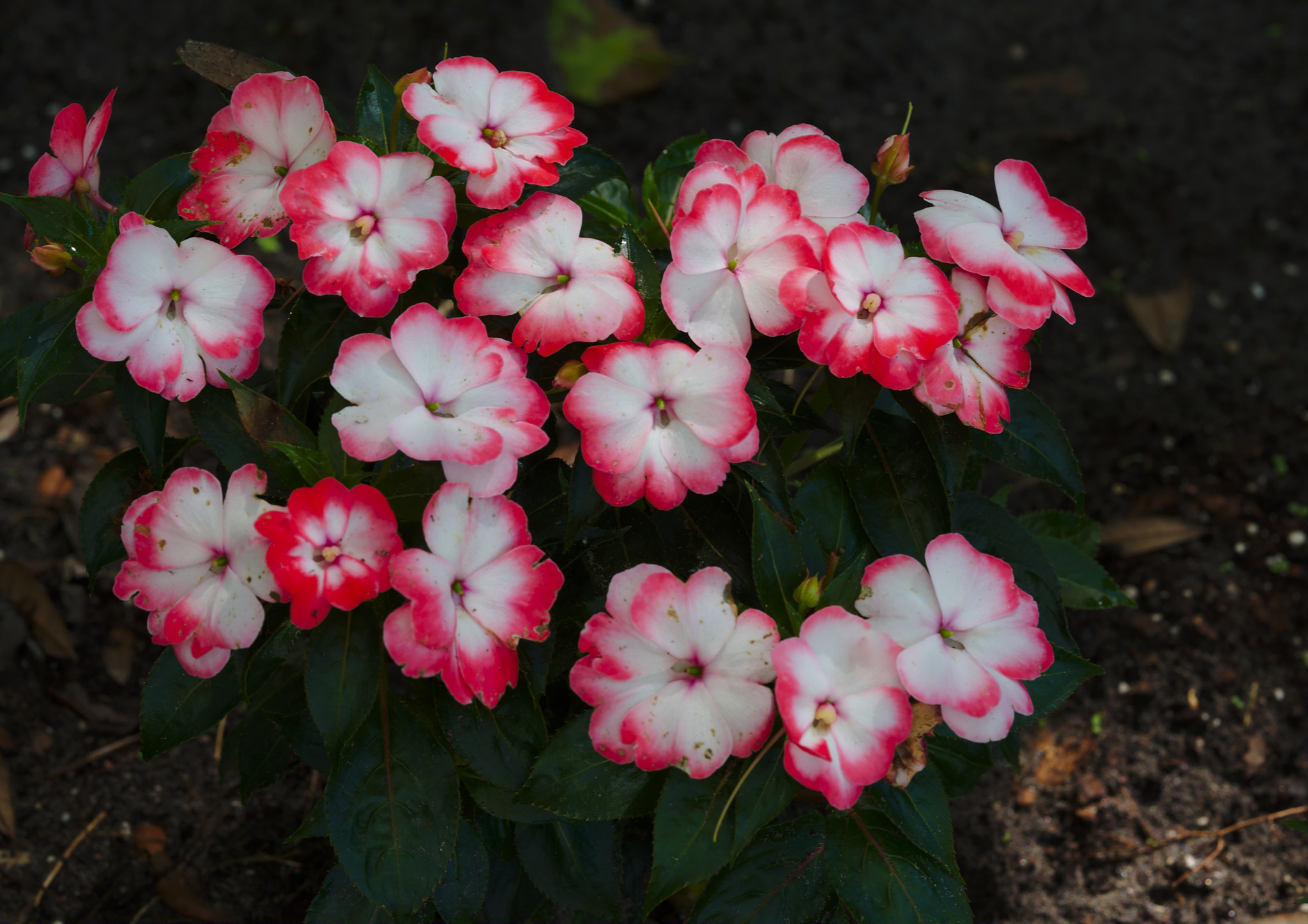 Manual Lens No CPU sample photo. Pink and white flower photography