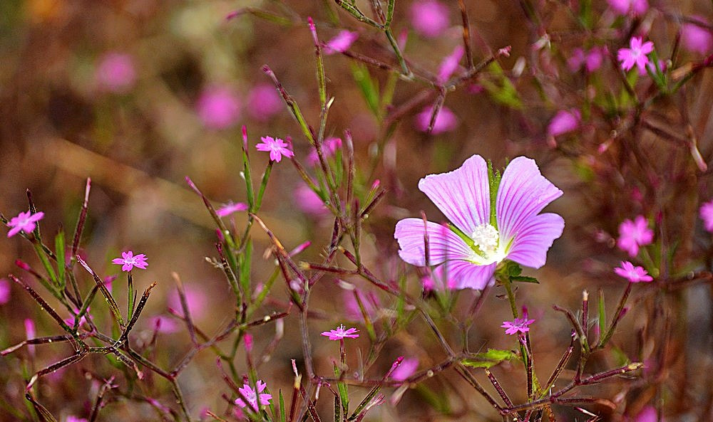 Nikon D7100 + Sigma 70-300mm F4-5.6 APO Macro Super II sample photo. Les fleurs des champs - 52 photography