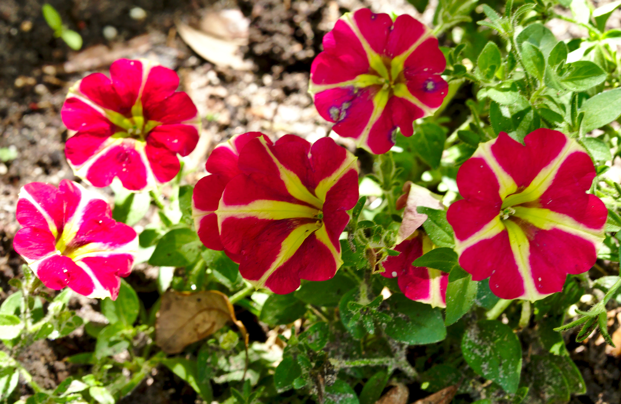 Manual Lens No CPU sample photo. Flowering hearts! photography