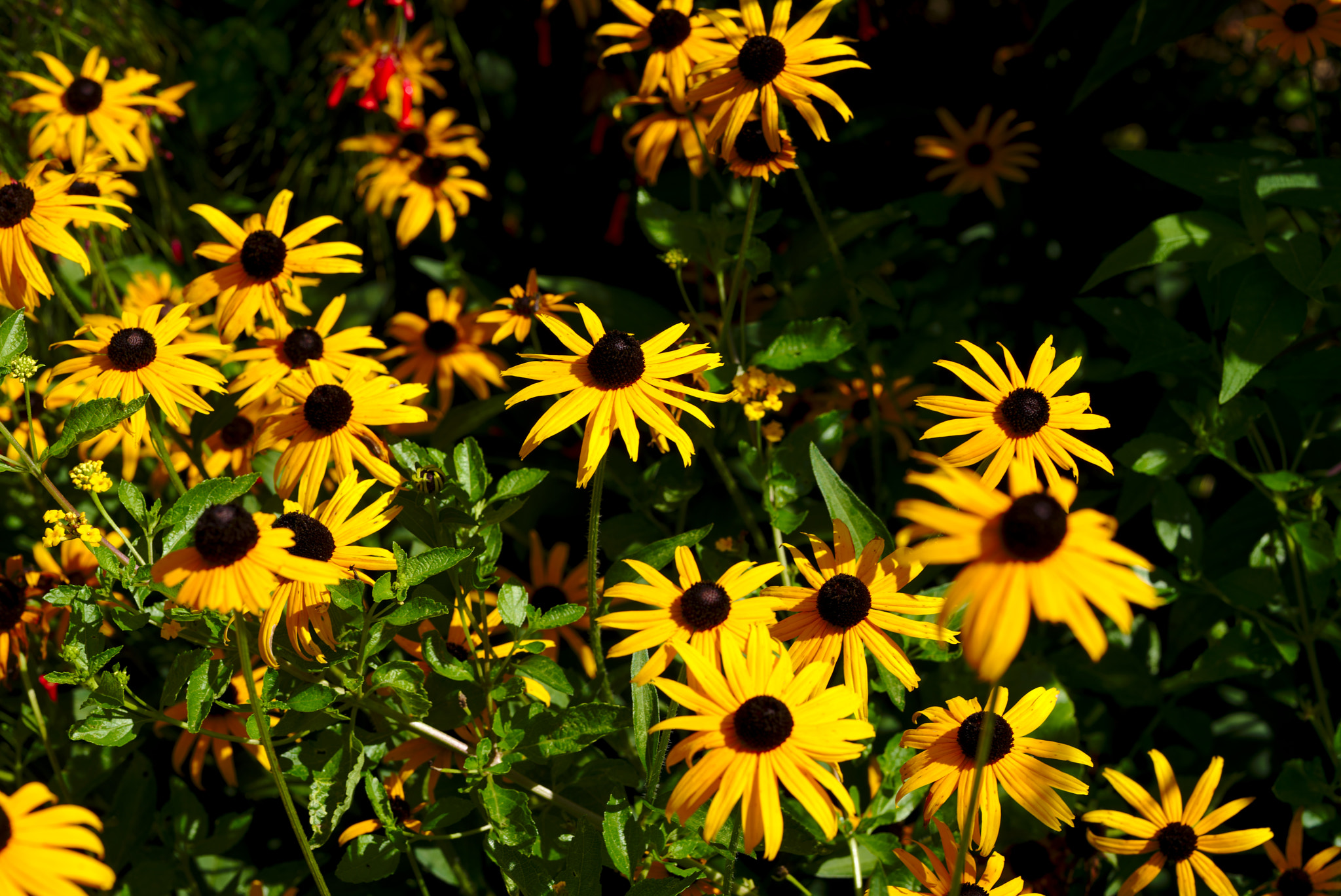 Nikon D810 + Manual Lens No CPU sample photo. A cluster of daisies photography