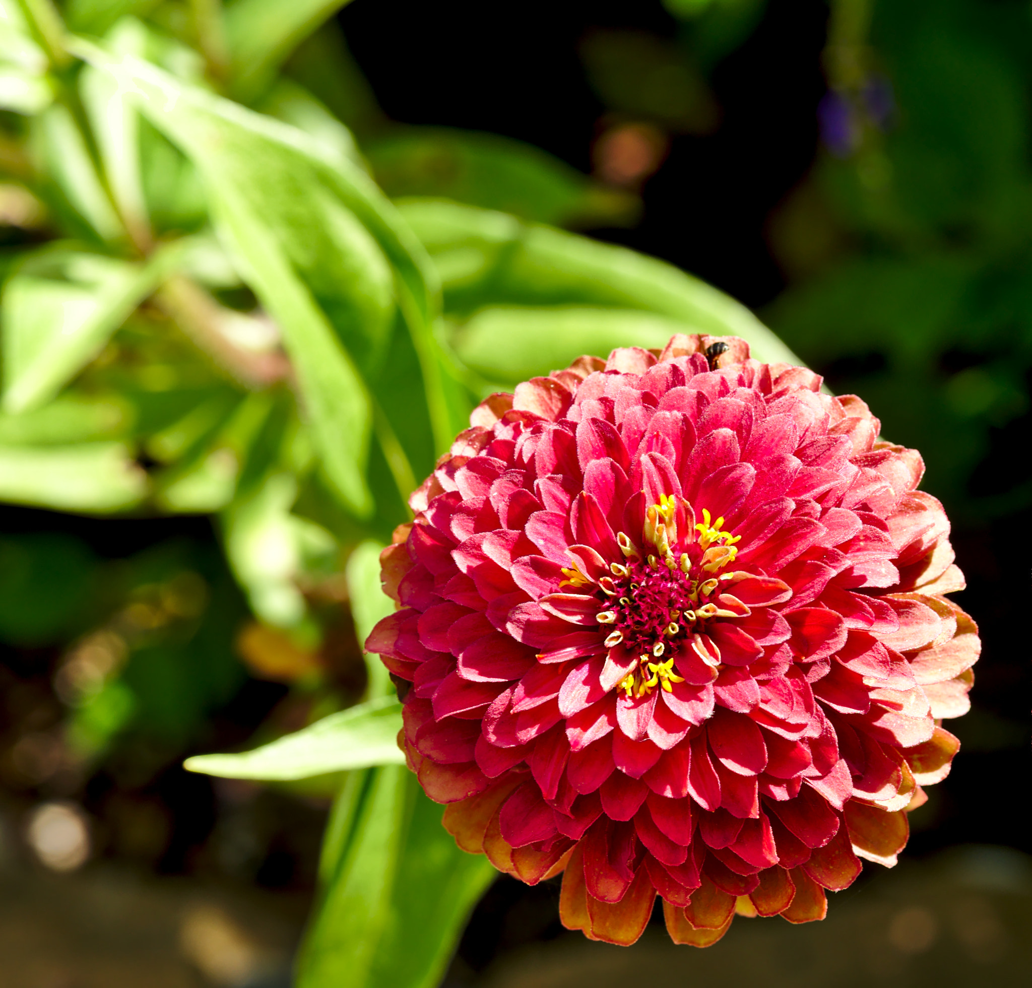 Manual Lens No CPU sample photo. Chrysantemum photography