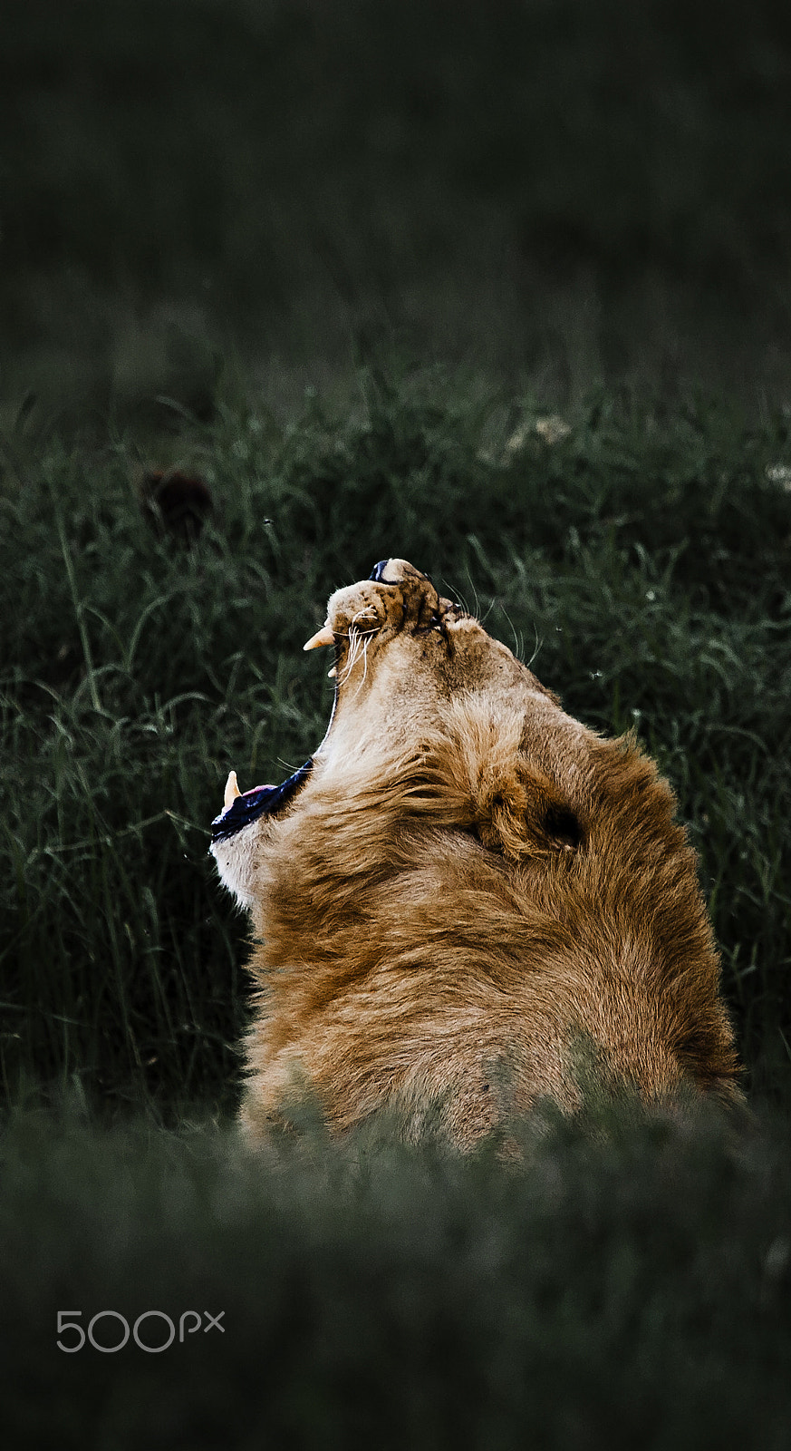 Canon EOS 5D + Canon EF 100-400mm F4.5-5.6L IS USM sample photo. The lion's mouth photography