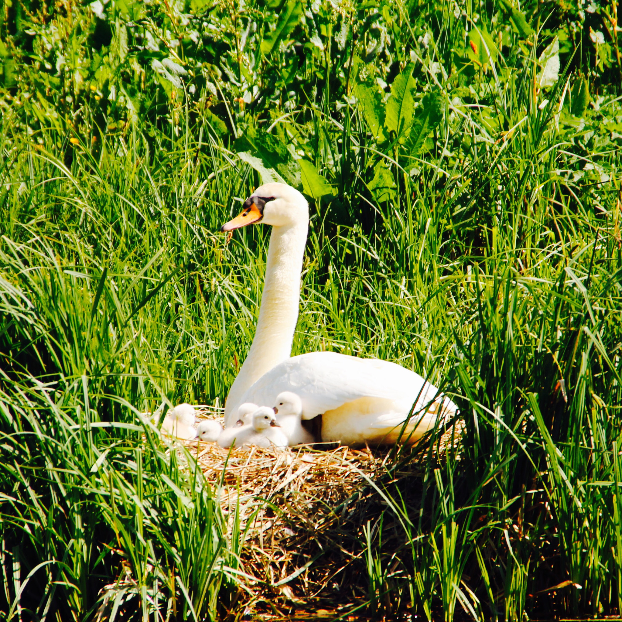 Canon 18-250mm sample photo