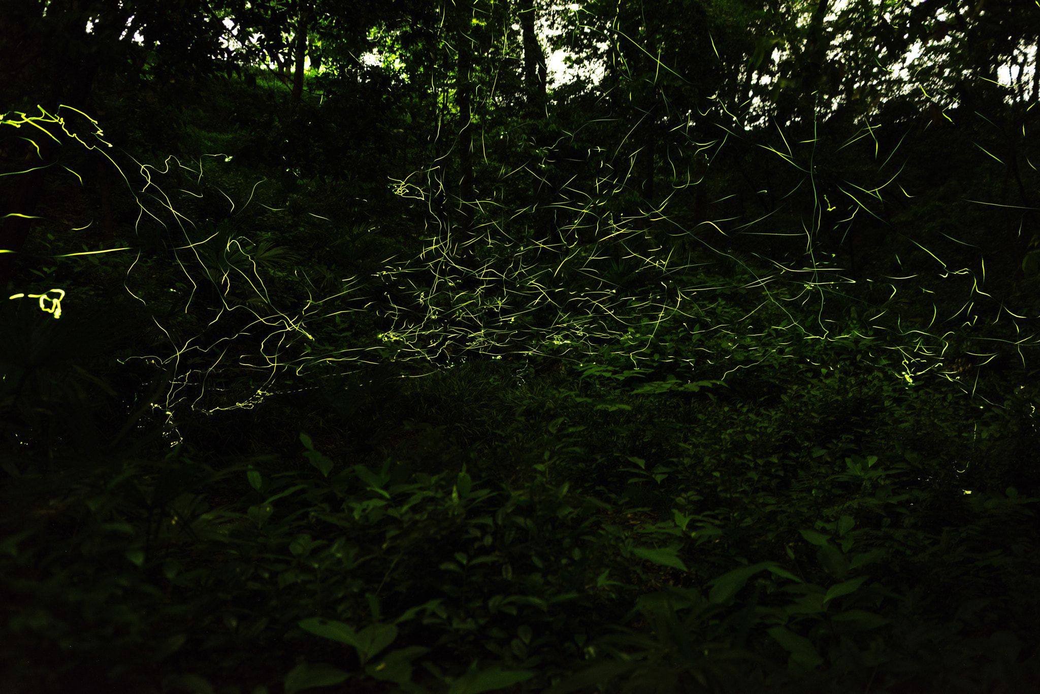 Sony a7R sample photo. Dancing firefly photography